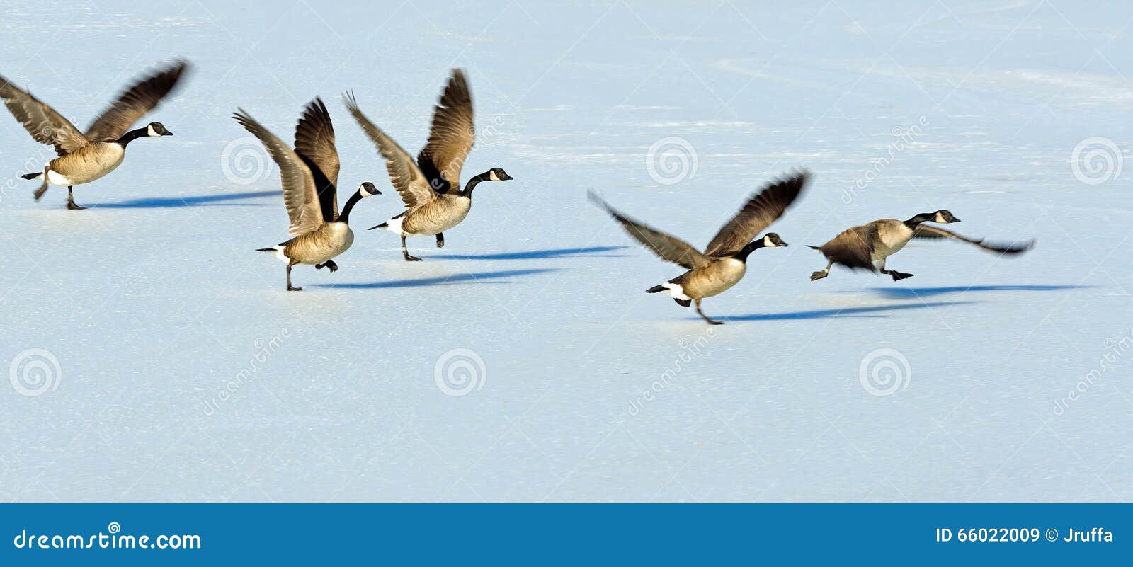 canadian geese taking flight over a frozen lake