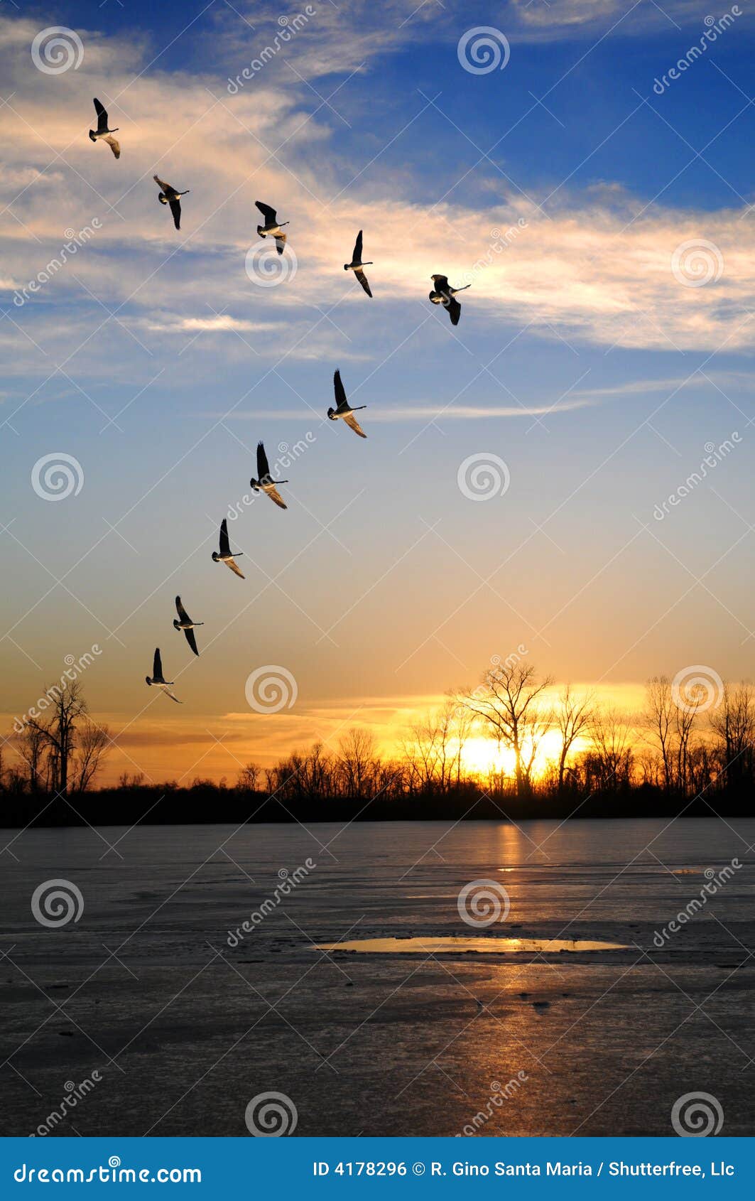 canadian geese in v formation