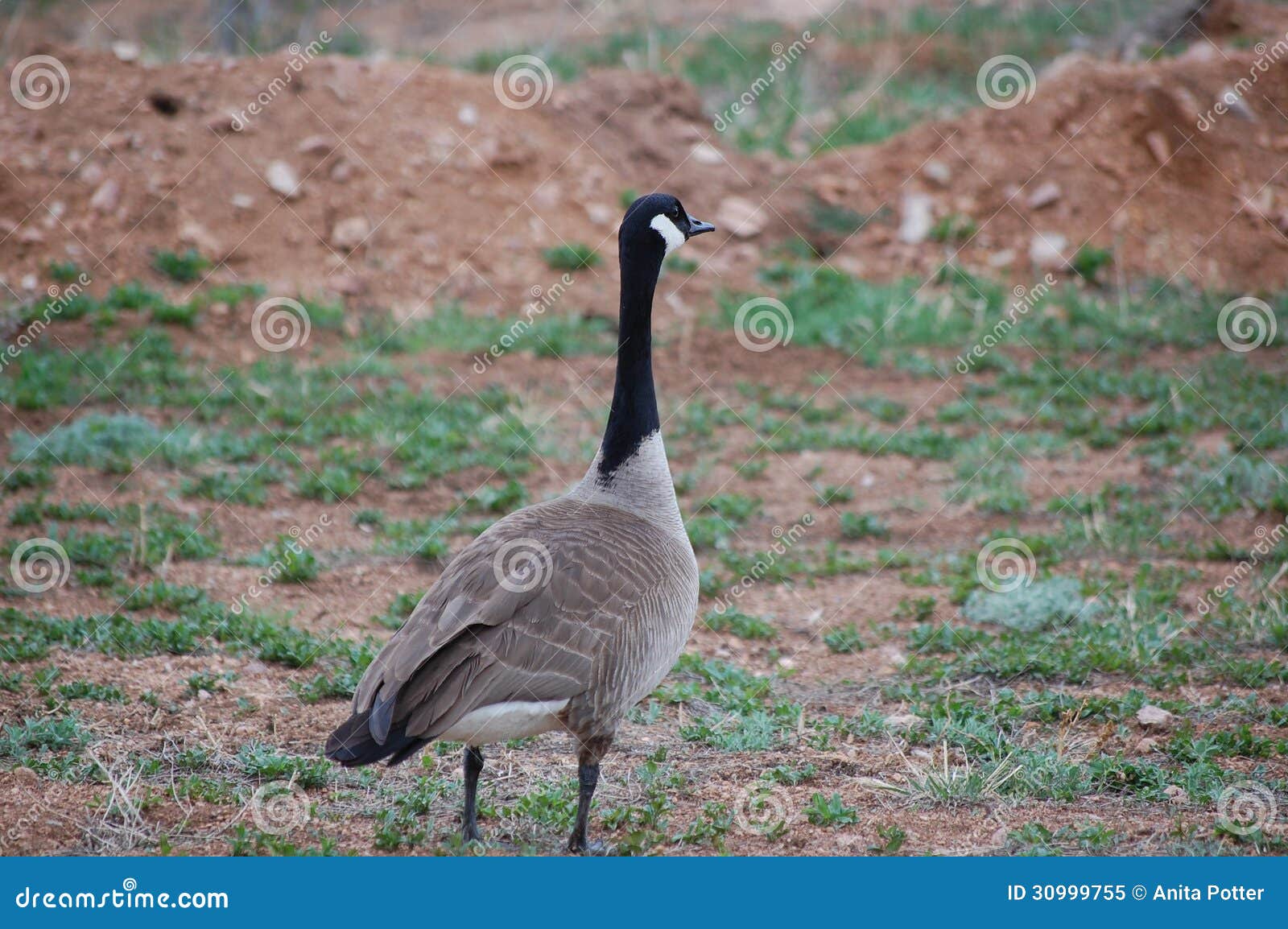 a canadian goose (branta canadensis)