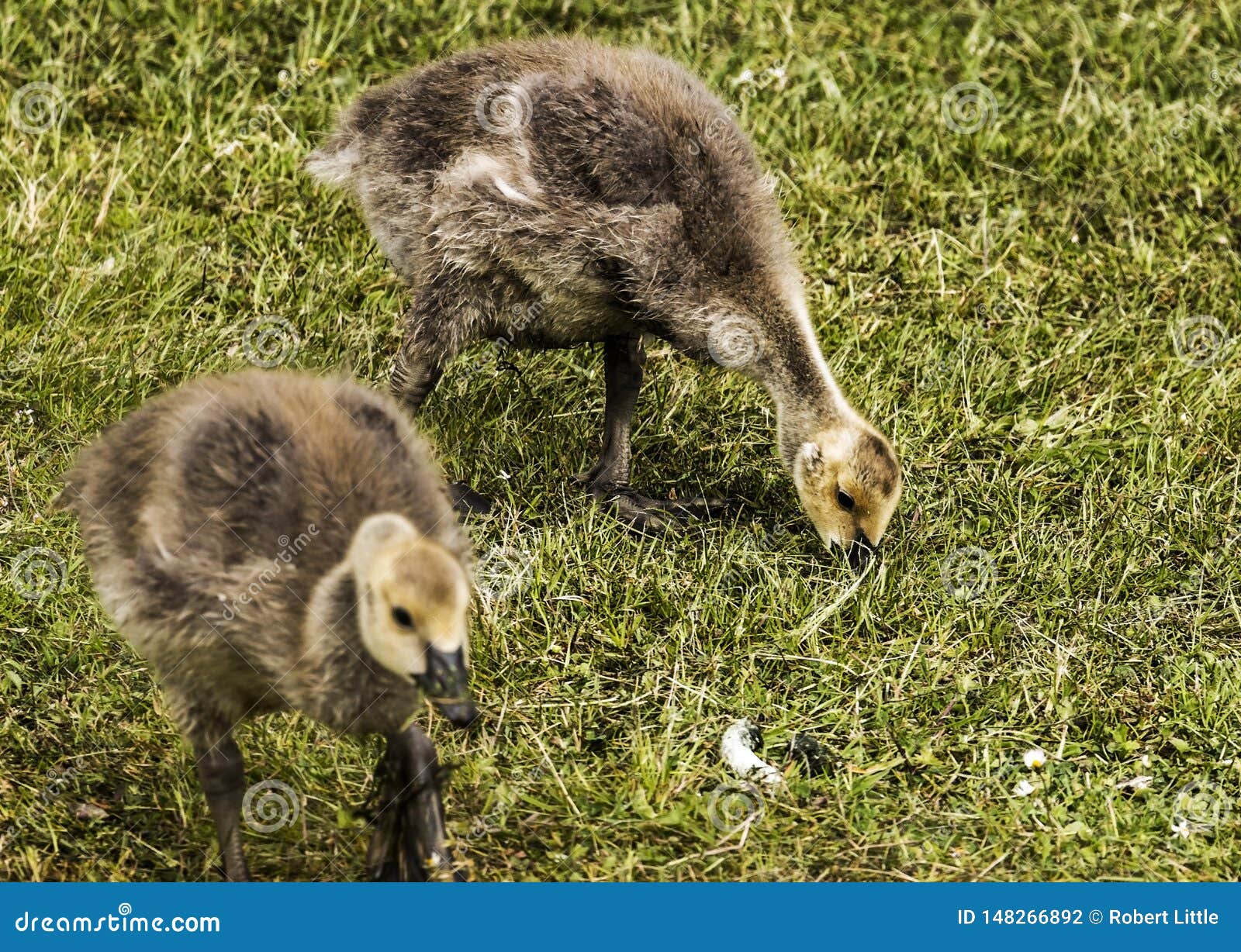Canadian geese chicks stock photo. Image of chick, species 148266892