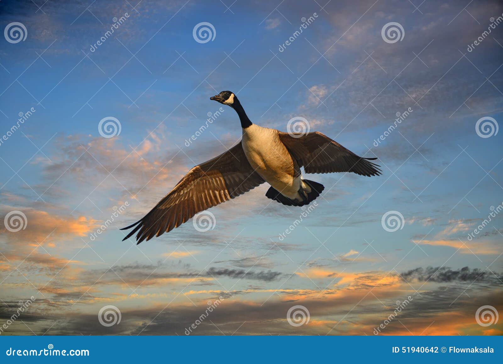 canadian goose flying at sunset
