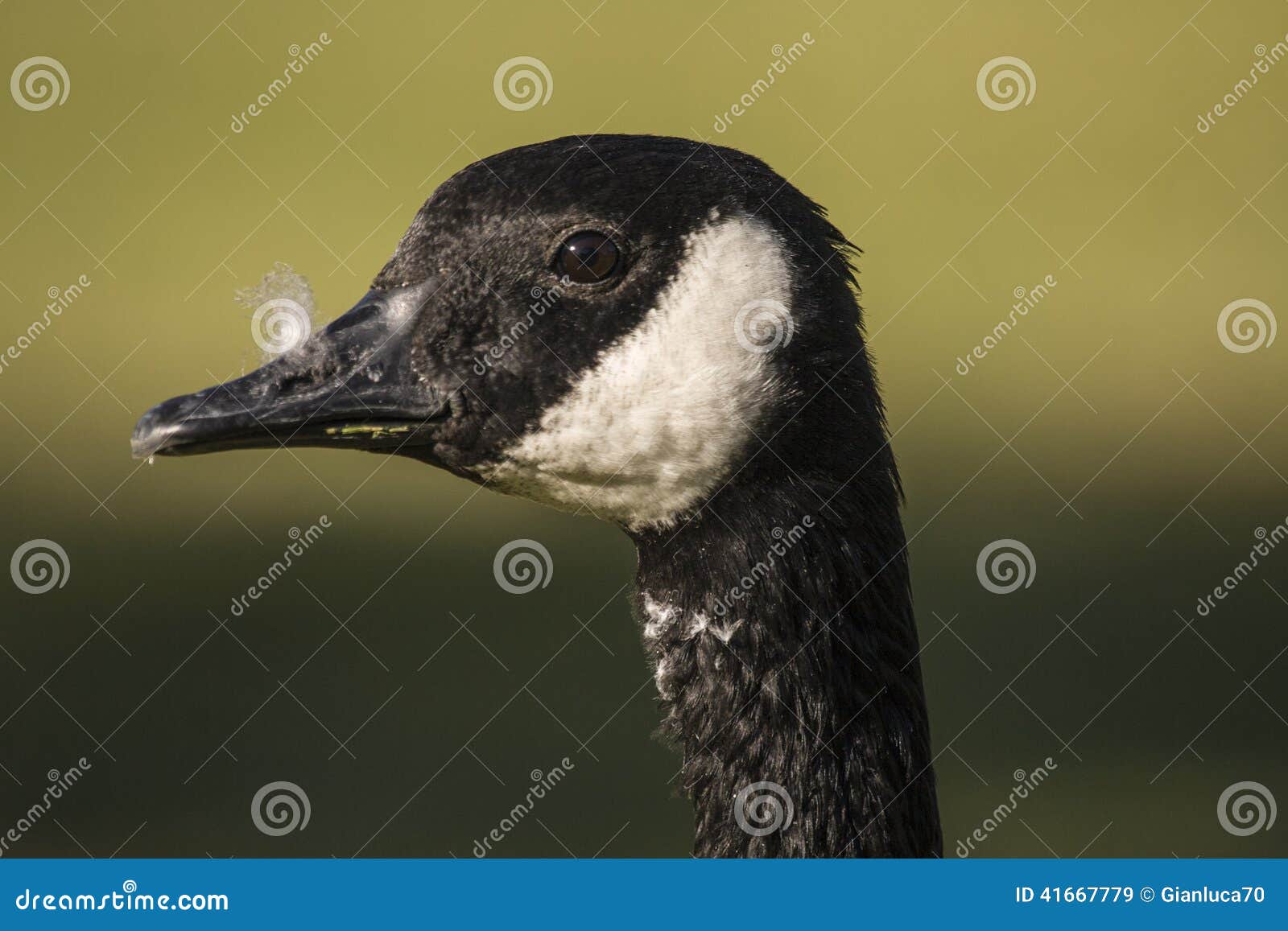 Canadian Goose Head stock image. Image of goose, wing - 41667779