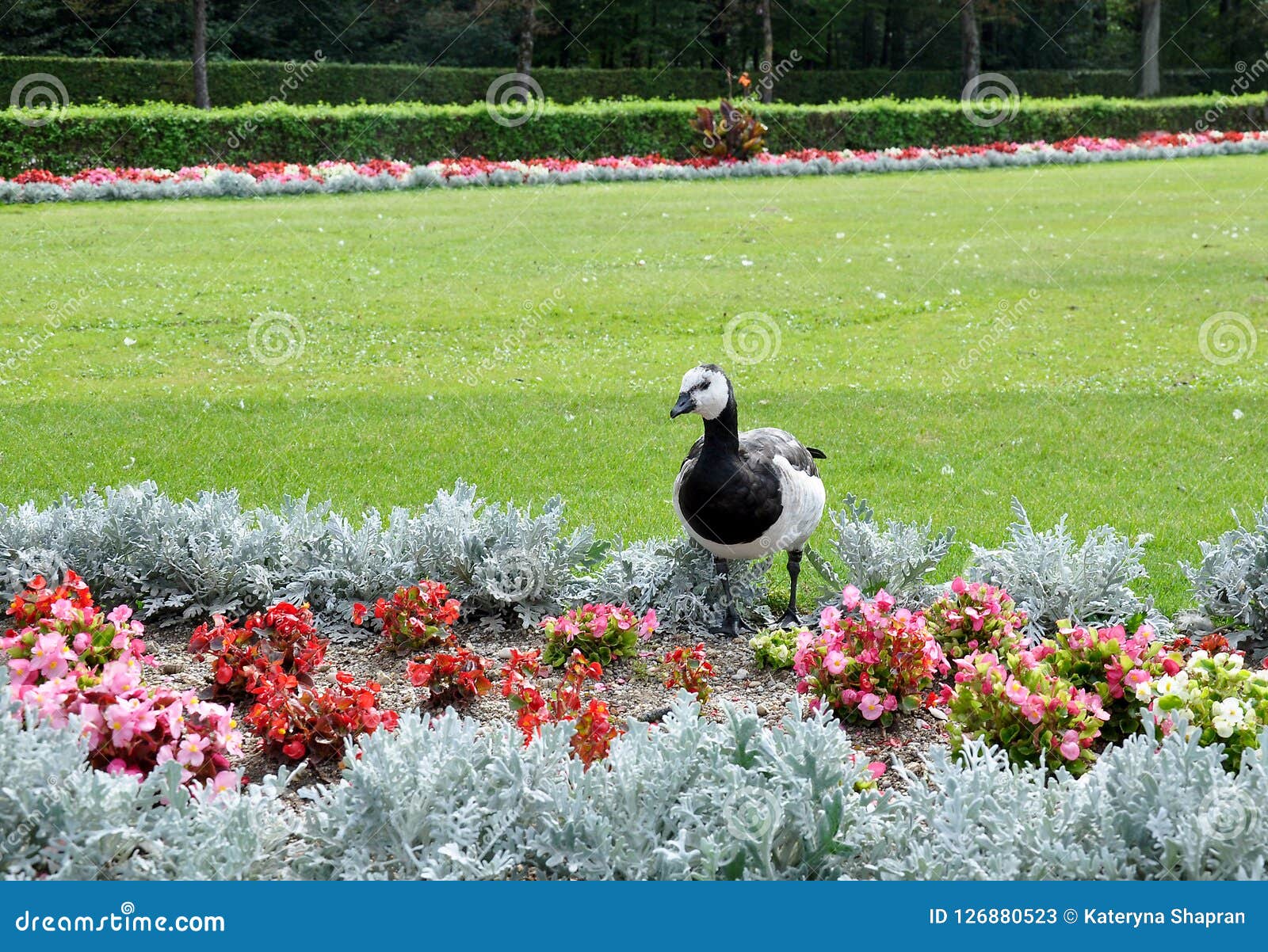 Canadian Goose in a Par, Near of Flowers and Green Grass Stock Image ...