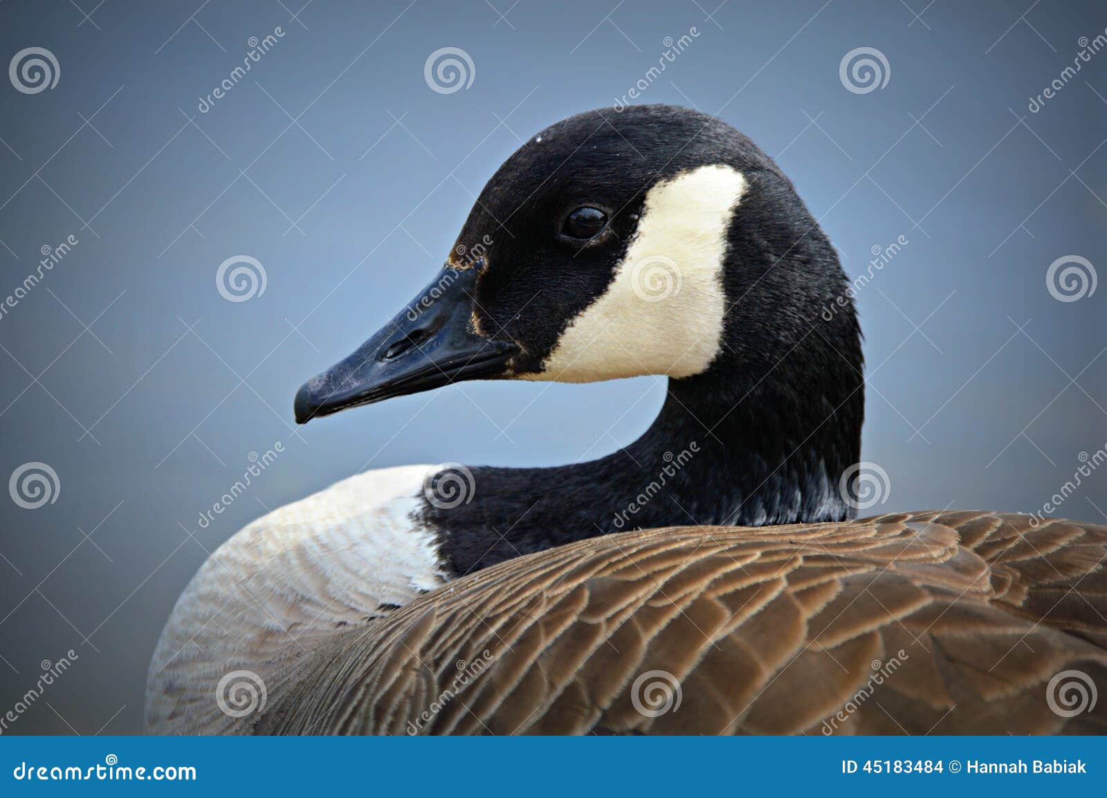 canadian goose portrait