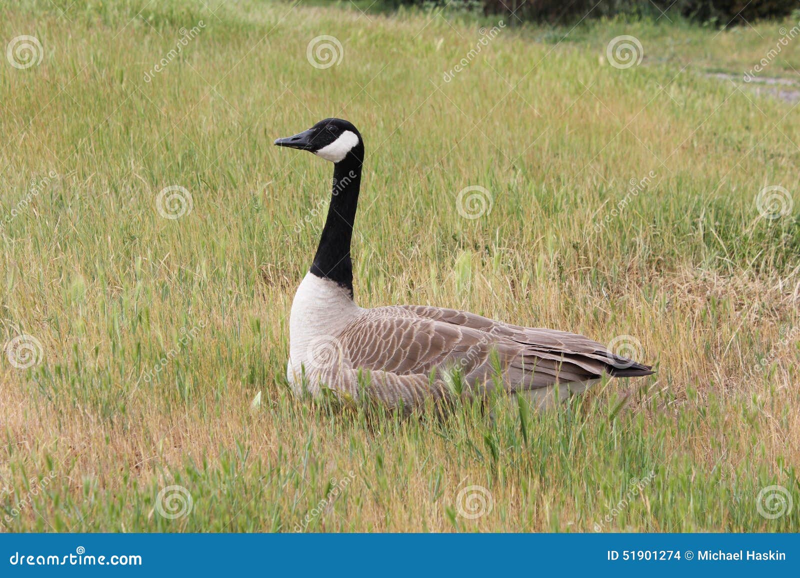 Canadian Goose Sitting in Grass Stock Photo Image of bird, goose 51901274