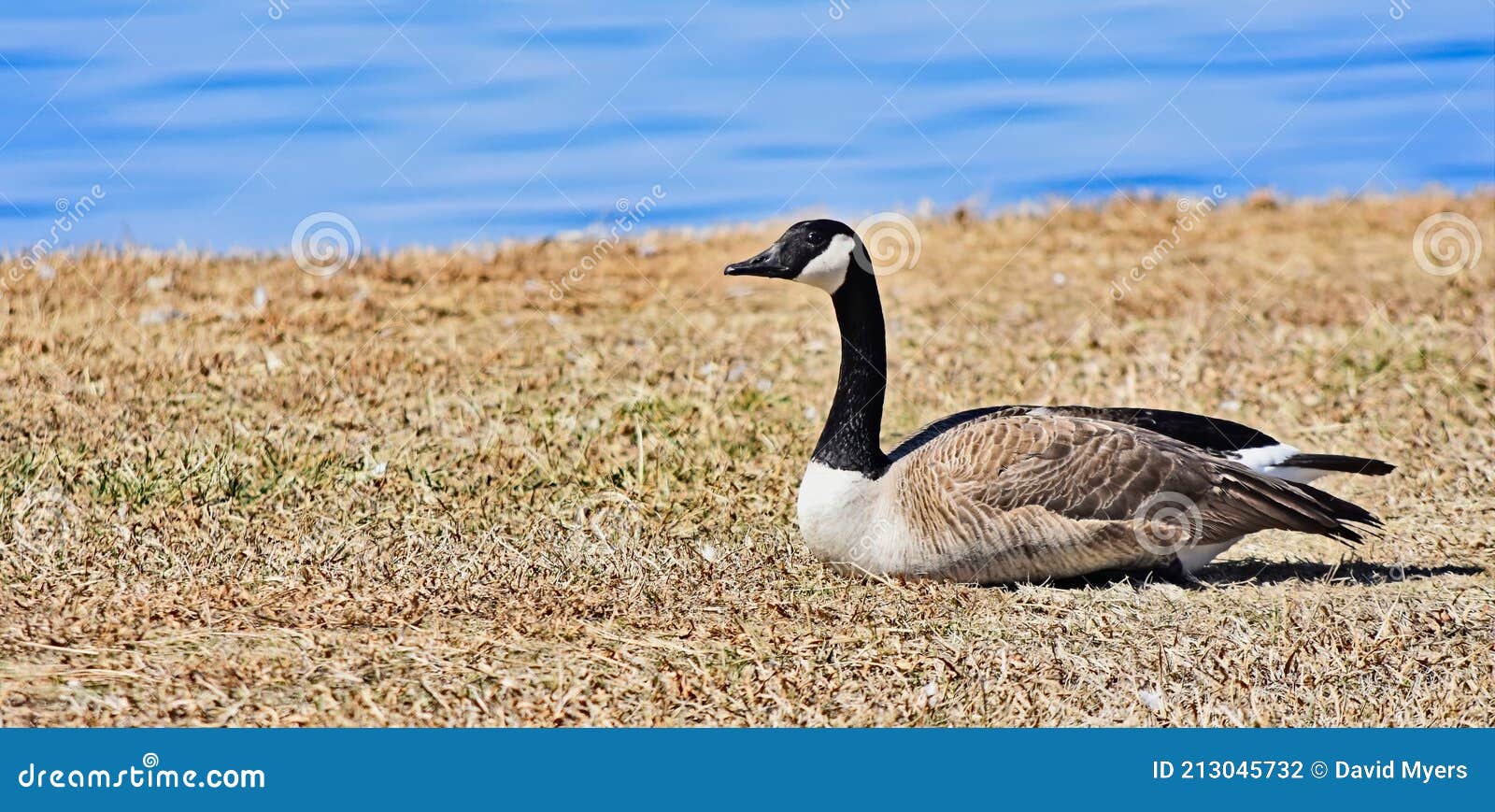 canadian goose sunning itself next to lake hefner in oklahoma city, ok