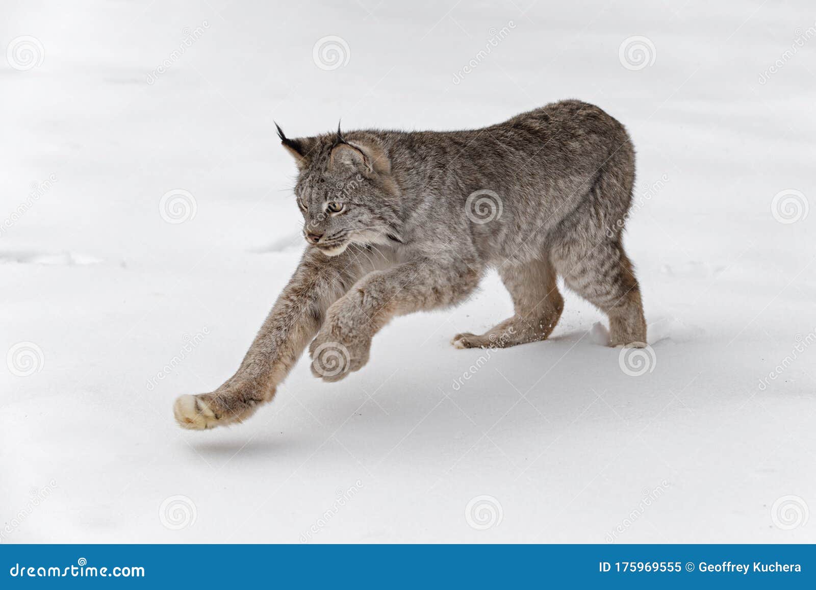 canadian lynx lynx canadensis pounces in snow winter