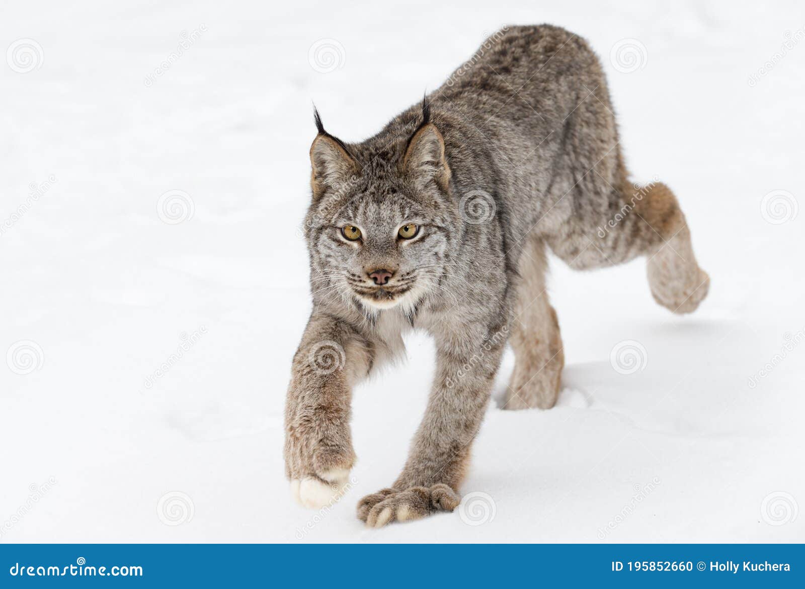 canadian lynx lynx canadensis stares forward stepping paw up winter