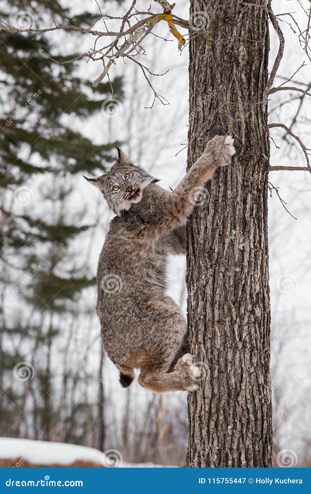 canadian lynx lynx canadensis on side of tree