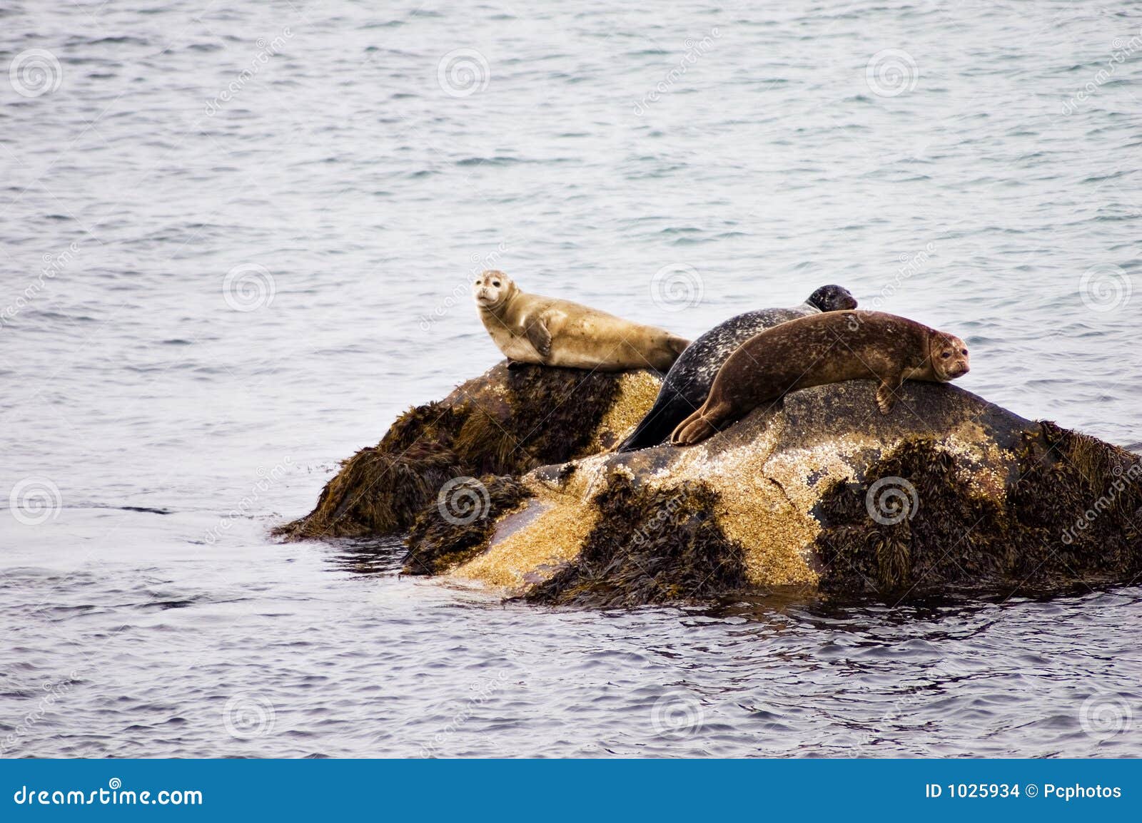Canadian Seals stock photo. Image of grey, national, atlantic 1025934