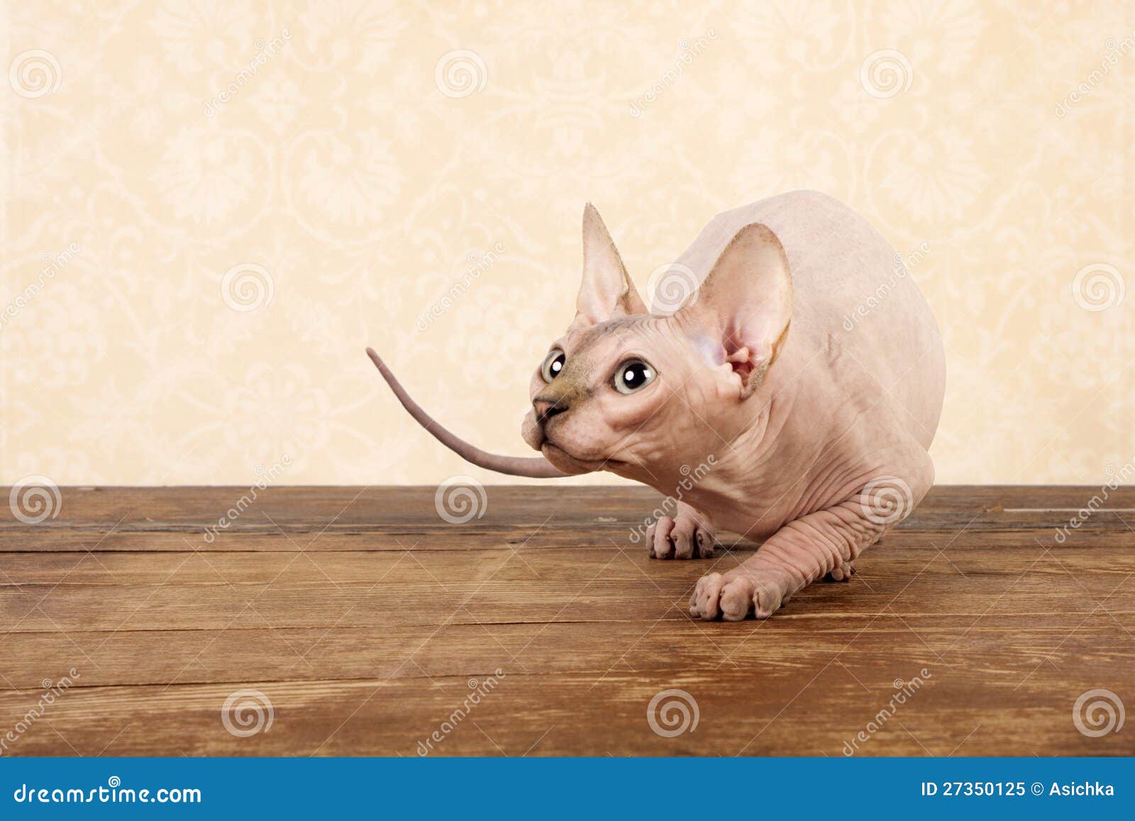 Canadian sphynx stock image. Image of characteristic 27350125