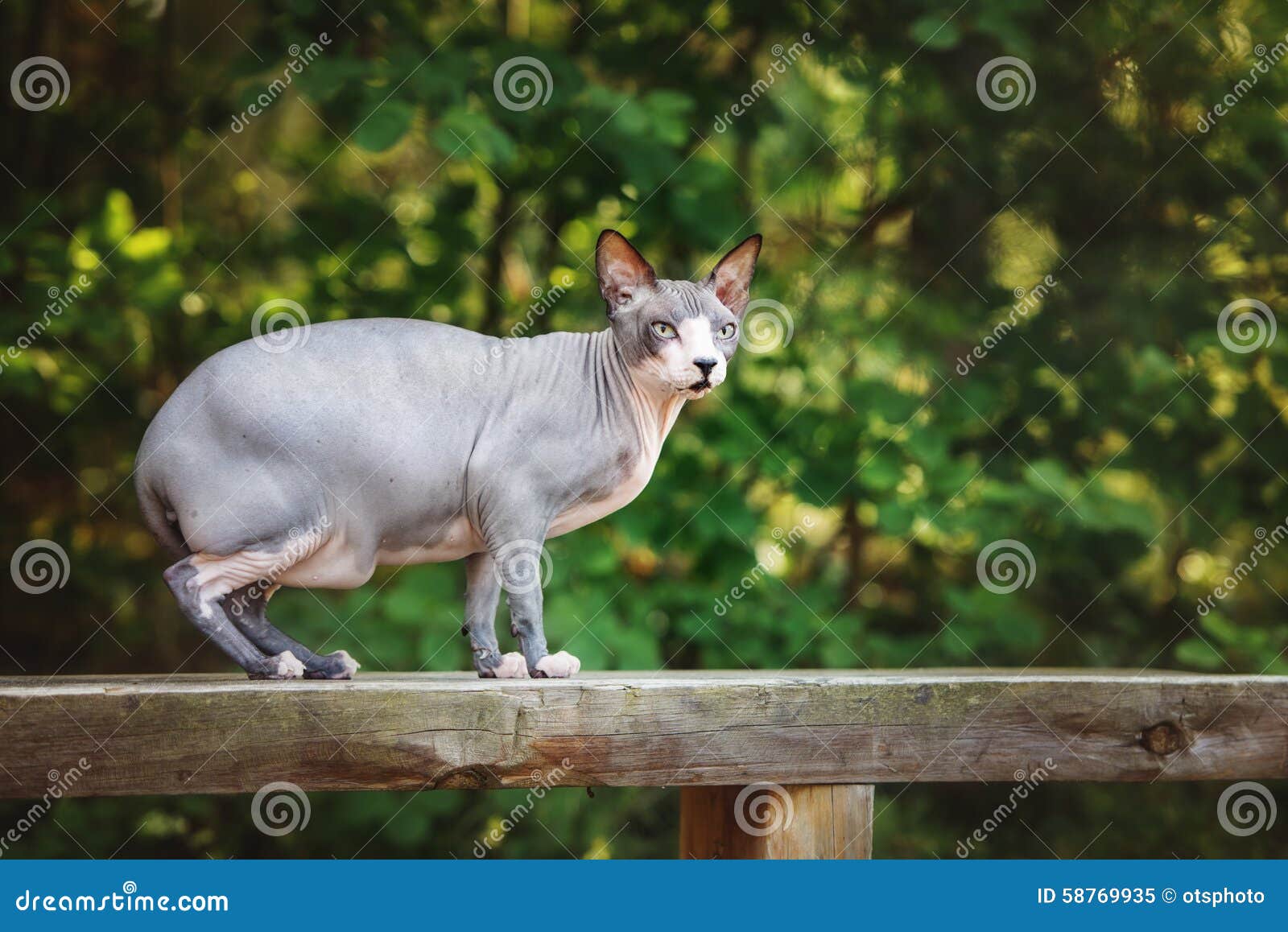 Canadian Sphynx Cat Outdoors Stock Image Image of sphynx, canadian