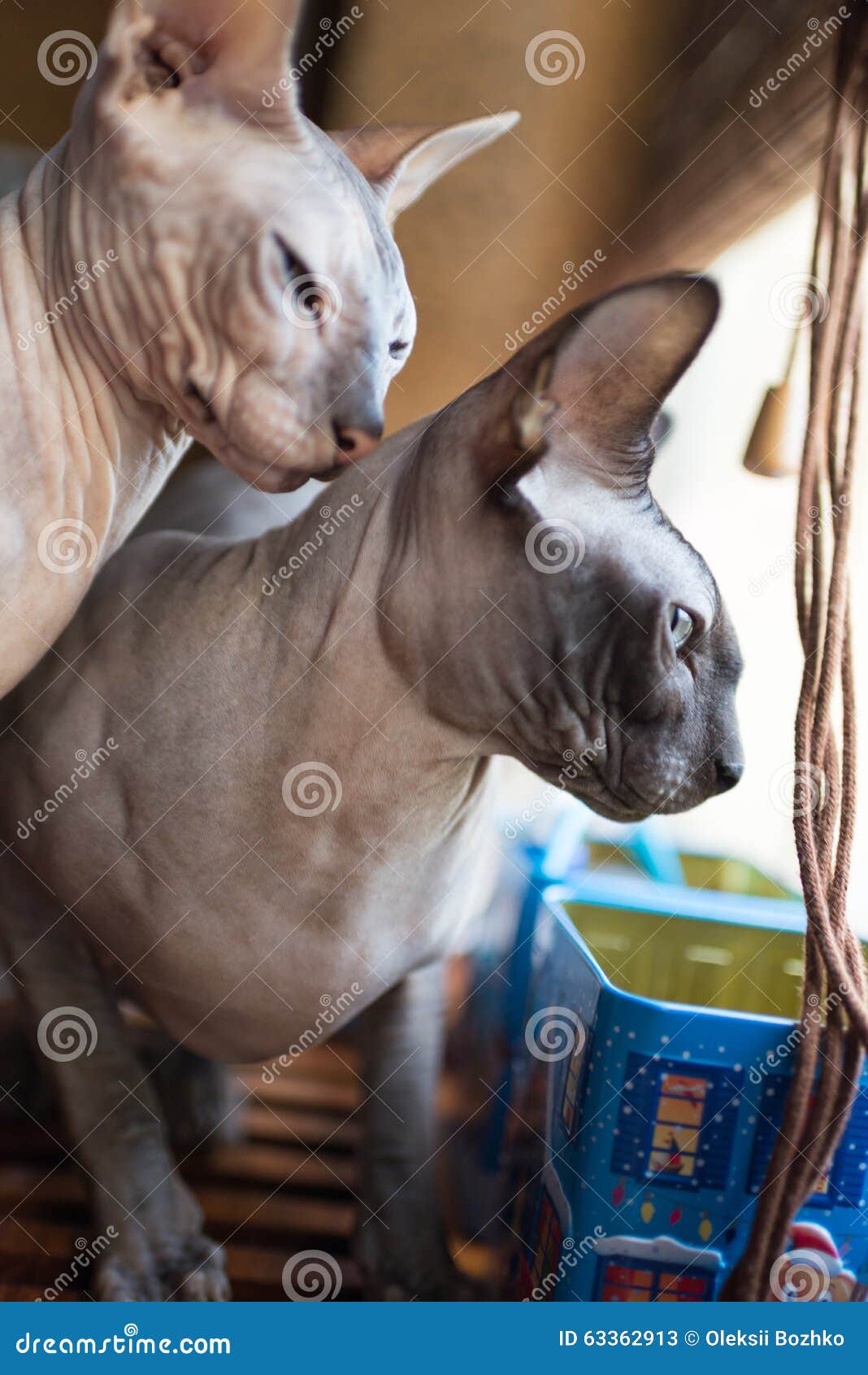 Canadian Sphynx cat stock image. Image of sphynx, smal 63362913