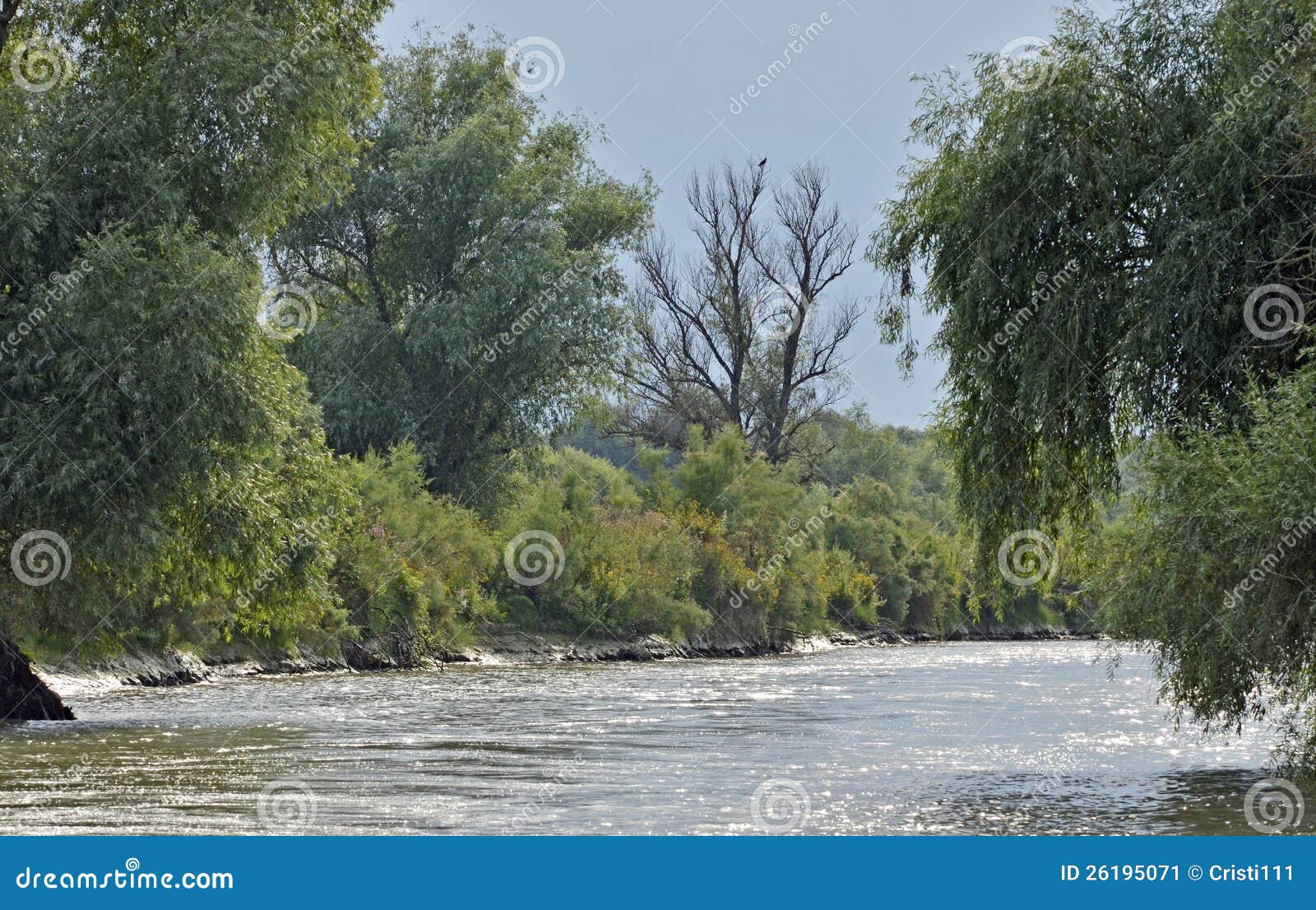 Canal del delta de Danubio. Bosque del canal en el delta de Danubio