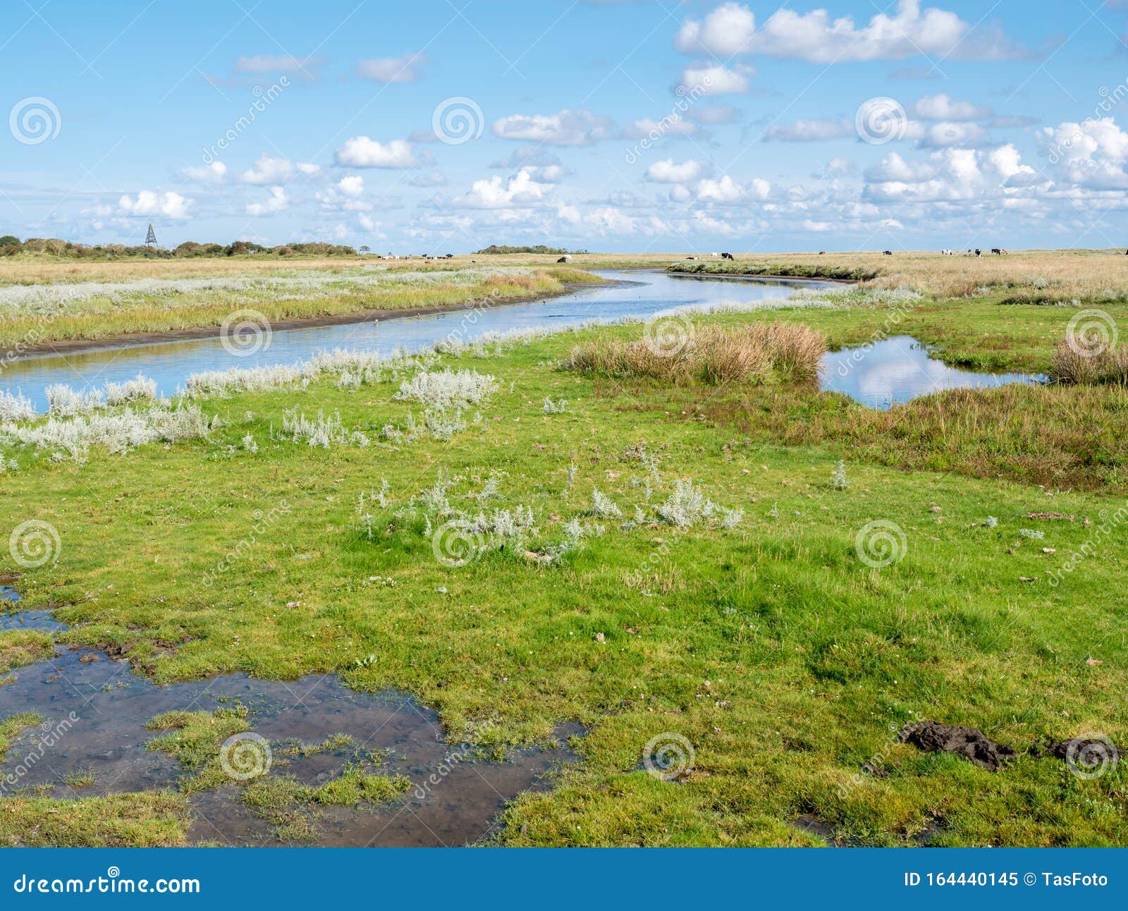 canal in salt marsh near kobbeduinen on schiermonnikoog island, netherlands