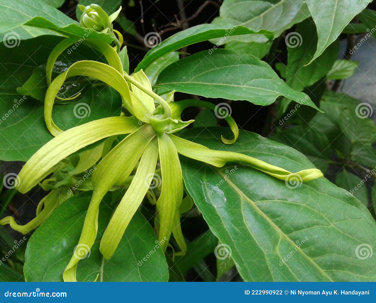 a beautiful cananga flower