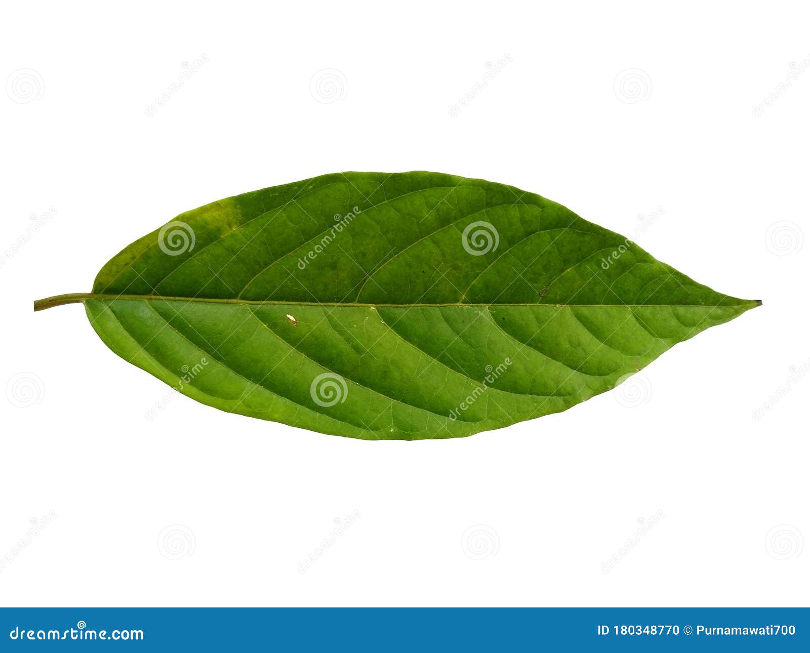 Cananga Odorata Leaves or Plantae Leaf Isolated on White Background ...
