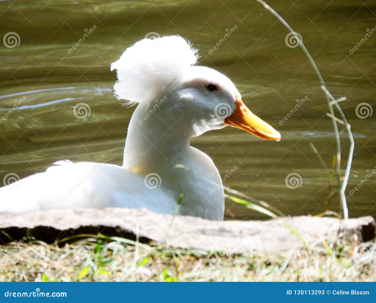 Canard Blanc Avec Une Natation De Pompon Image Stock Image Du Oiseau Canard