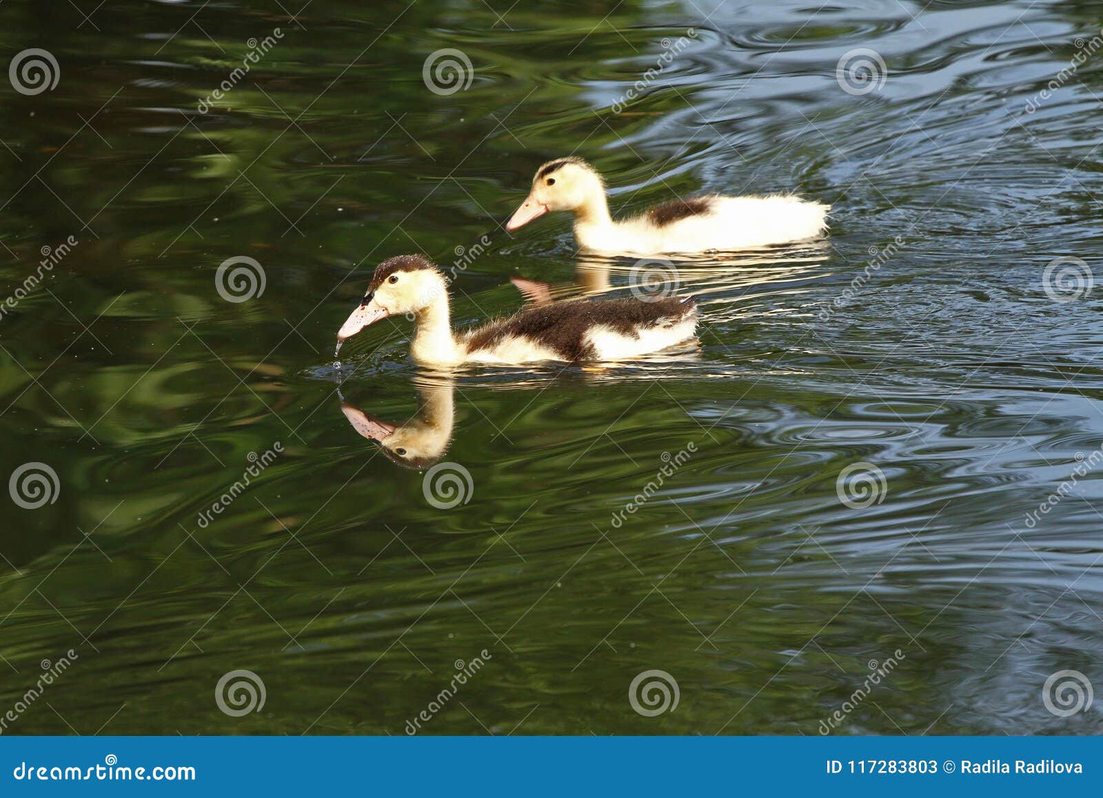 Canard Blanc Canard Mignon De Cheri Jeunes Canards Blancs Nageant Dans L Eau Dans Le Lac Bain De Canetons Dans L Etang Bebe D Un Image Stock Image Du Drole Beau