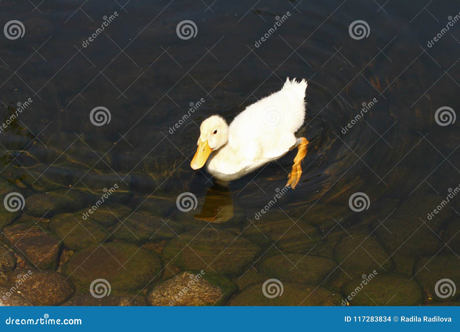 Canard Blanc Canard Mignon De Cheri Jeunes Canards Blancs Nageant Dans L Eau Dans Le Lac Bain De Canetons Dans L Etang Bebe D Un Photo Stock Image Du Famille Caneton Canard Blanc Canard Mignon De Cheri Jeunes Canards Blancs Nageant Dans L Eau Dans Le Lac Bain De Canetons Dans L Etang Bebe D Un Photo Stock Image Du Famille Caneton