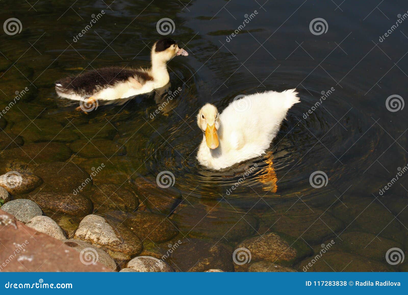 Canard Blanc Canard Mignon De Cheri Jeunes Canards Blancs Nageant Dans L Eau Dans Le Lac Bain De Canetons Dans L Etang Bebe D Un Photo Stock Image Du Duree Agriculture