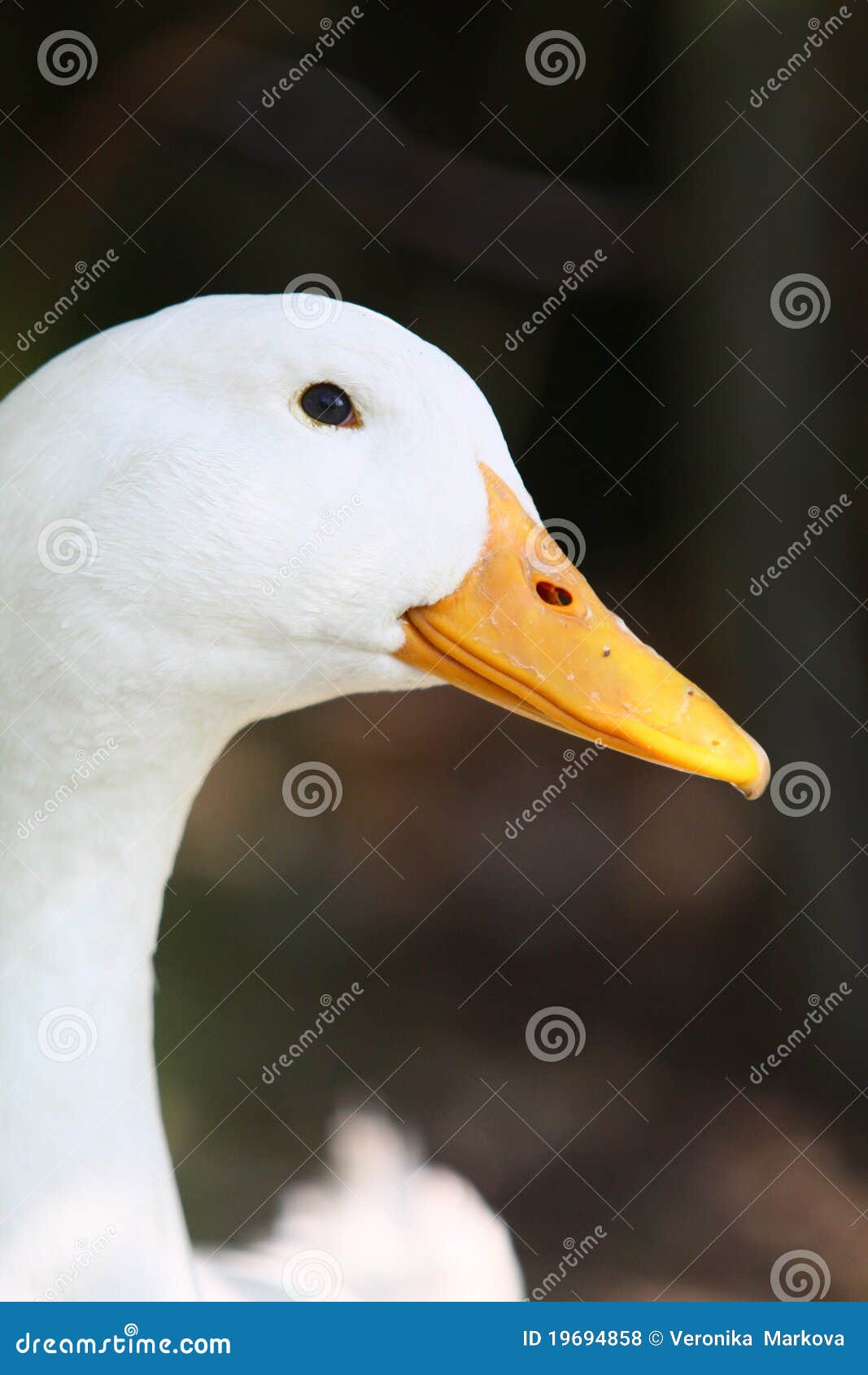 Canard domestique blanc photo stock. Image du oeil, animal 19694858