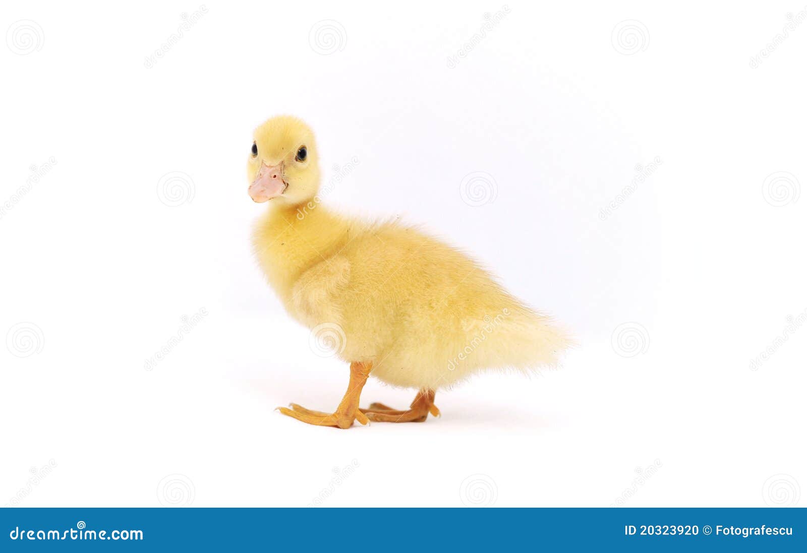 Mignon Petit Canard Jaune Se Détendre Dans L'herbe Banque D'Images