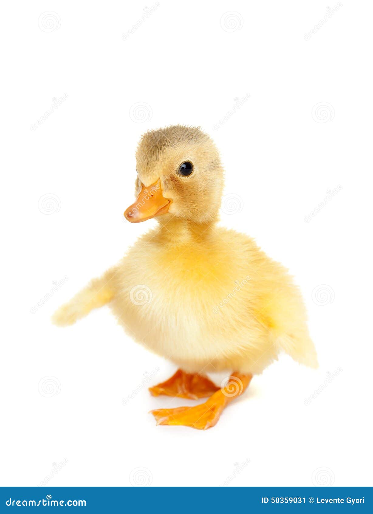 Canard mignon de chéri image stock. Image du pied, fourrure - 50359031