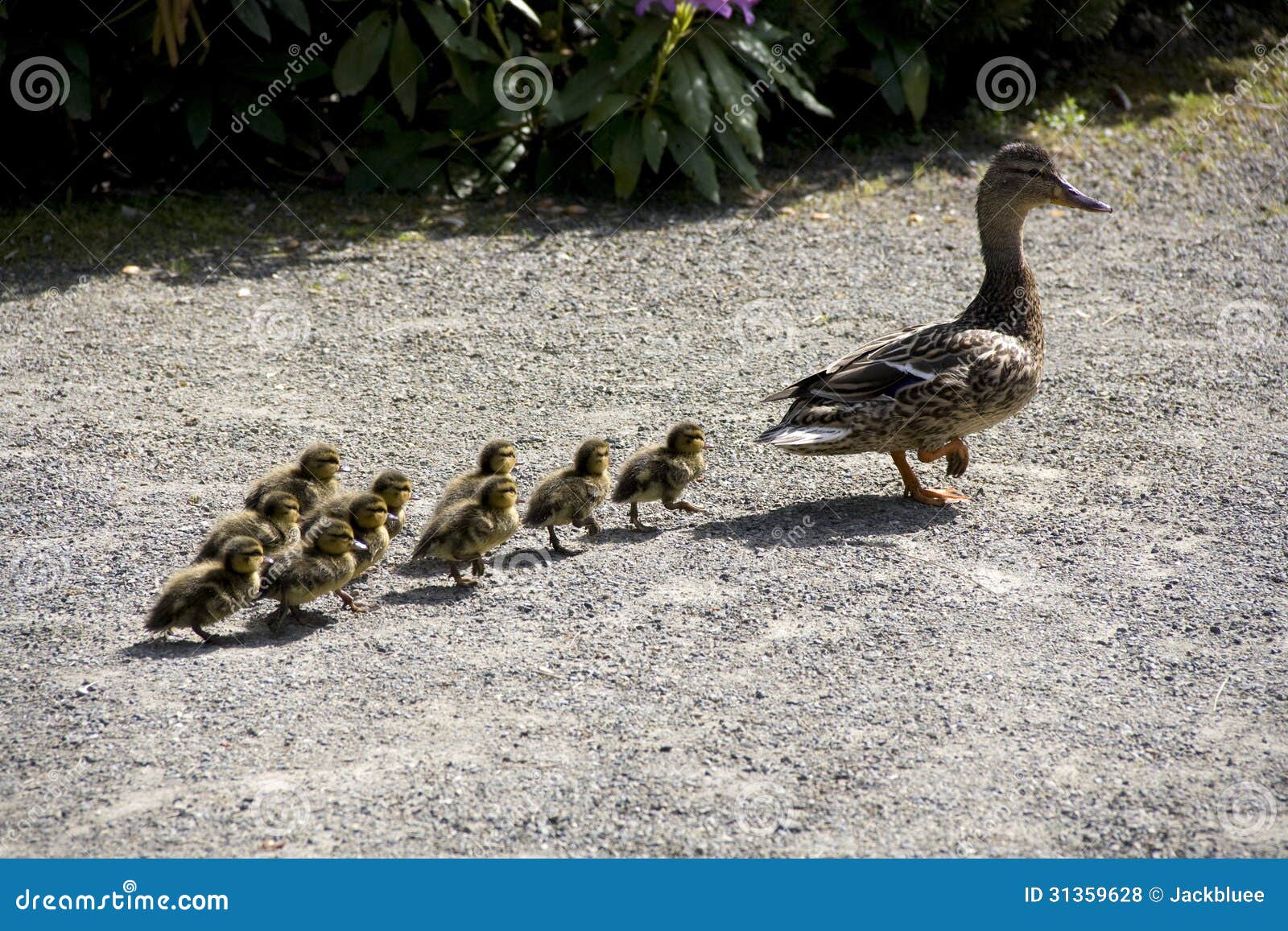 321 463 Canard Photos Libres De Droits Et Gratuites De Dreamstime