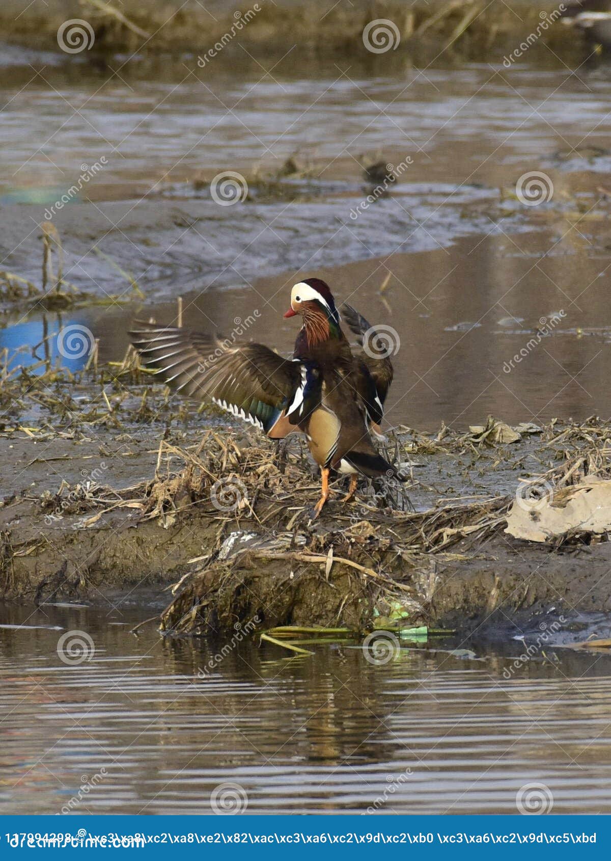 Canards De Mandarine Oiseaux Damour Photo Stock Image