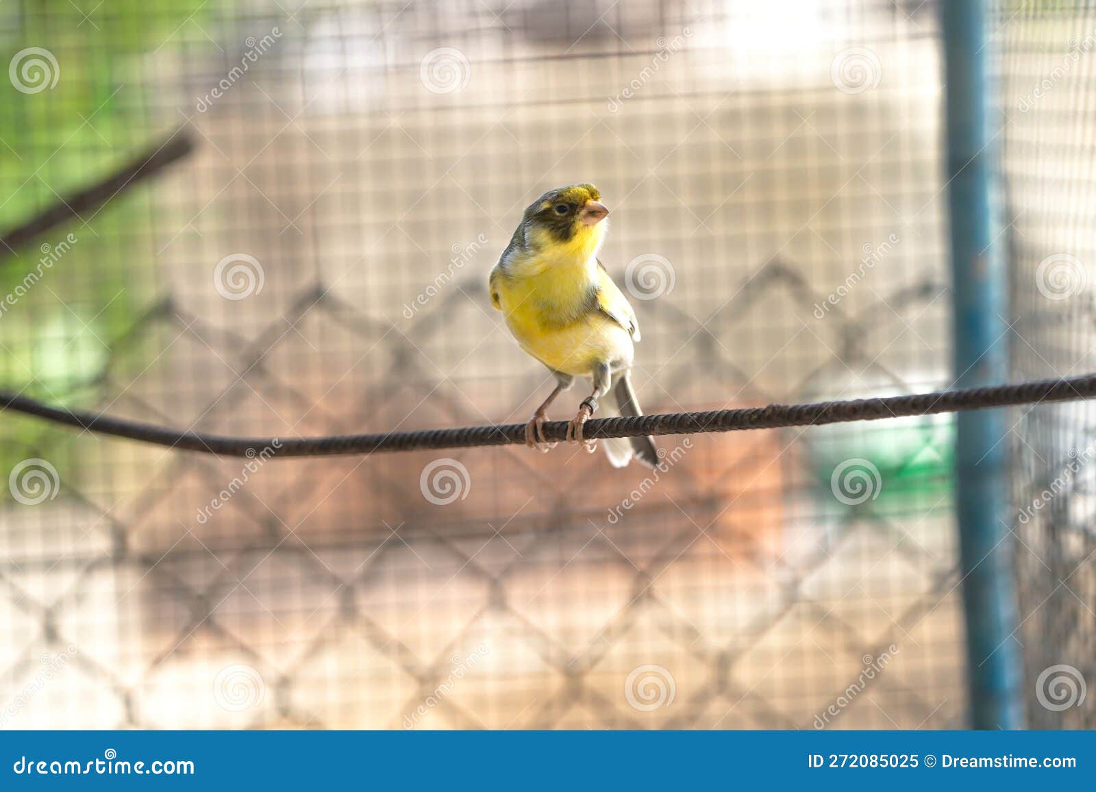 Oiseau canari dans une cage de fils d'acier perché sur un bâton de