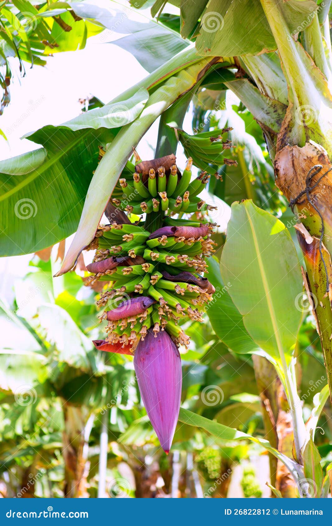 canarian banana plantation platano in la palma