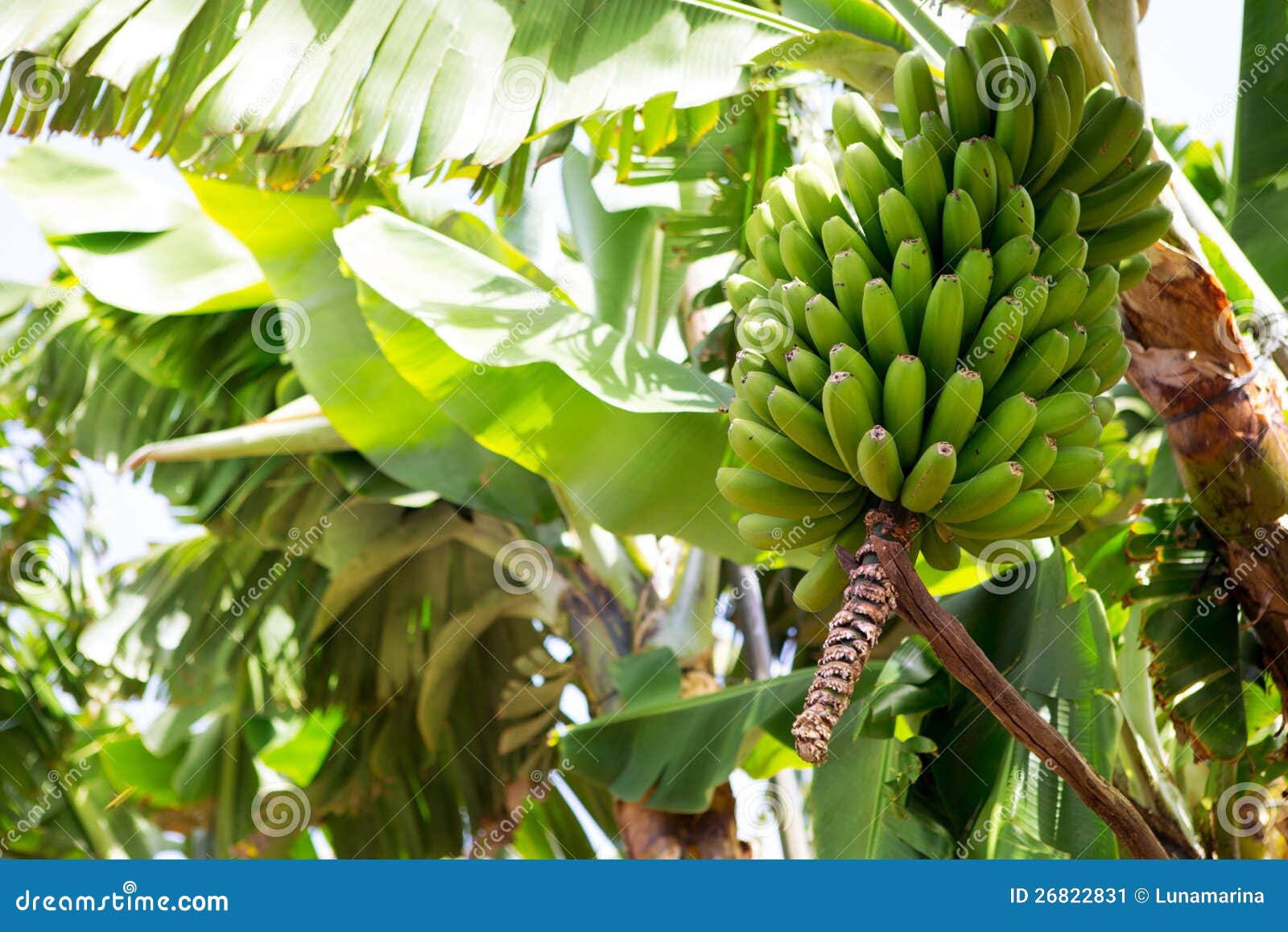 canarian banana plantation platano in la palma