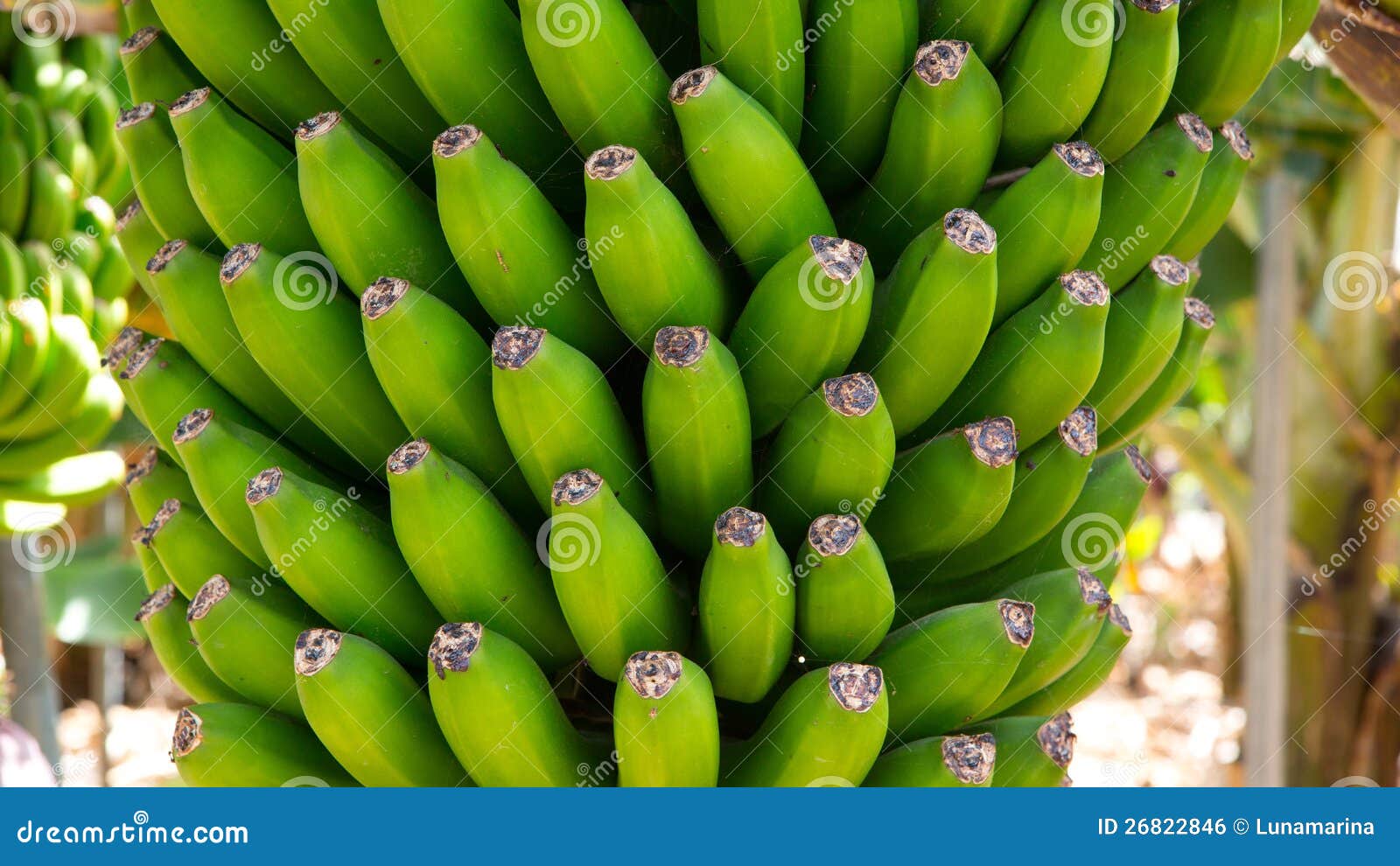 canarian banana plantation platano in la palma