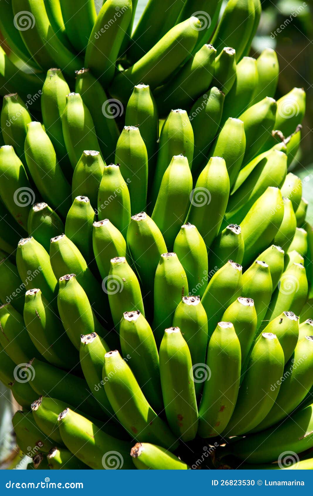 canarian banana plantation platano in la palma