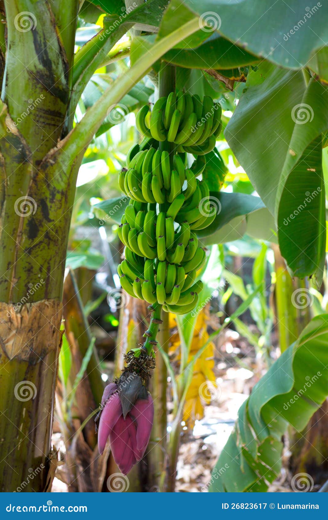 canarian banana plantation platano in la palma