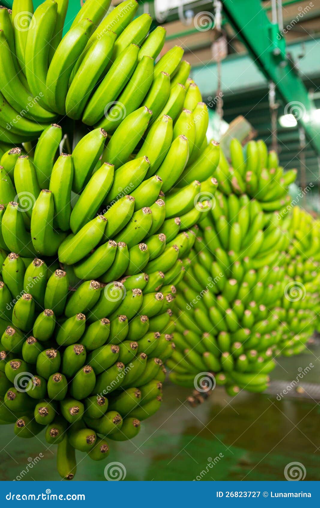 canarian banana platano in la palma