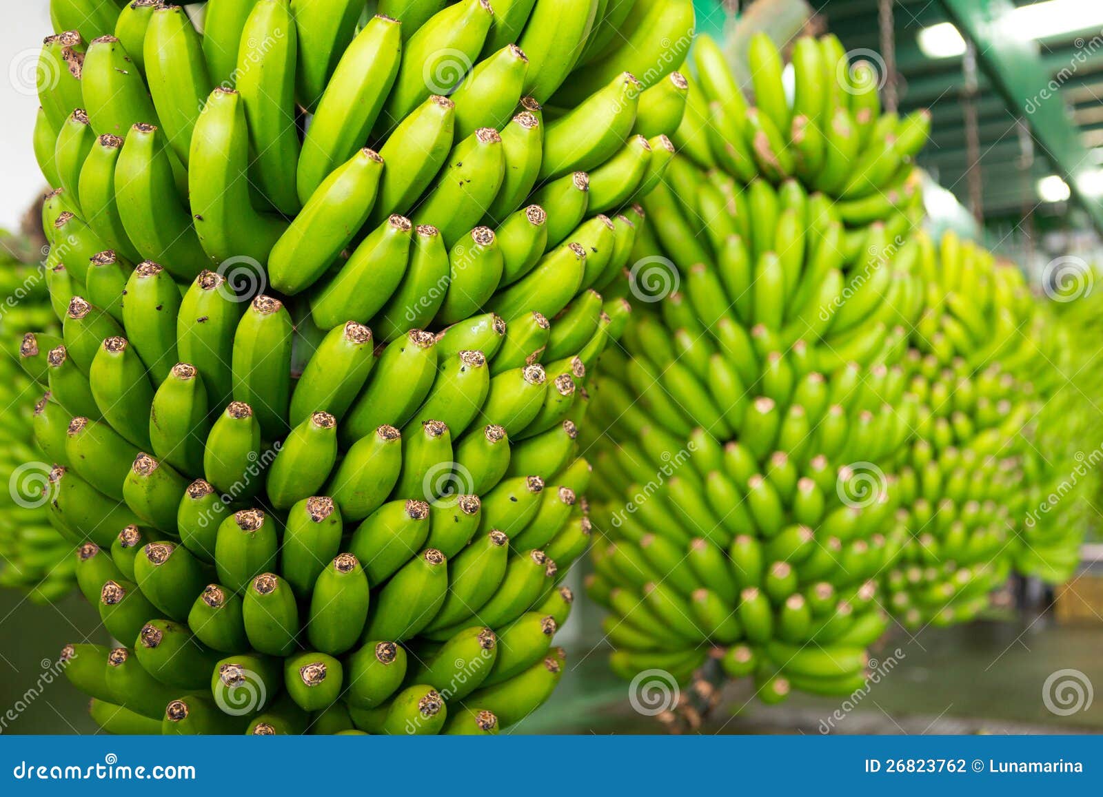 canarian banana platano in la palma