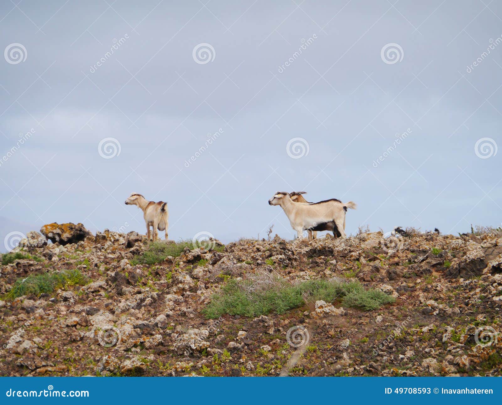canarian island goats on a hill of fuerteventura