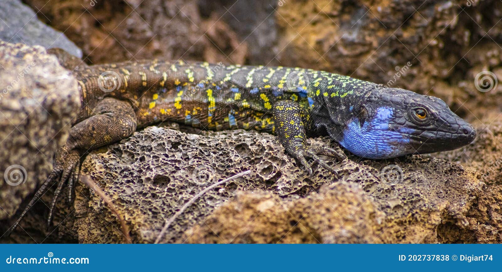 canarian lizard - lagarto tizon - between the rocks