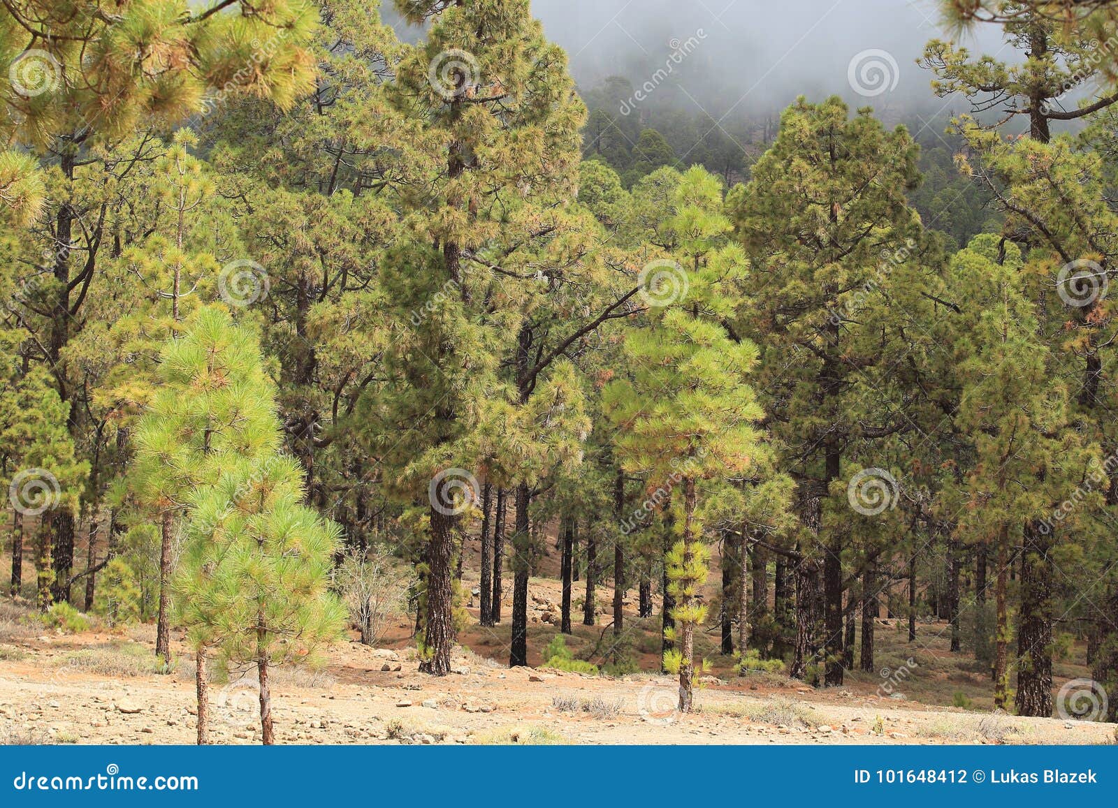canarian pine tree forest