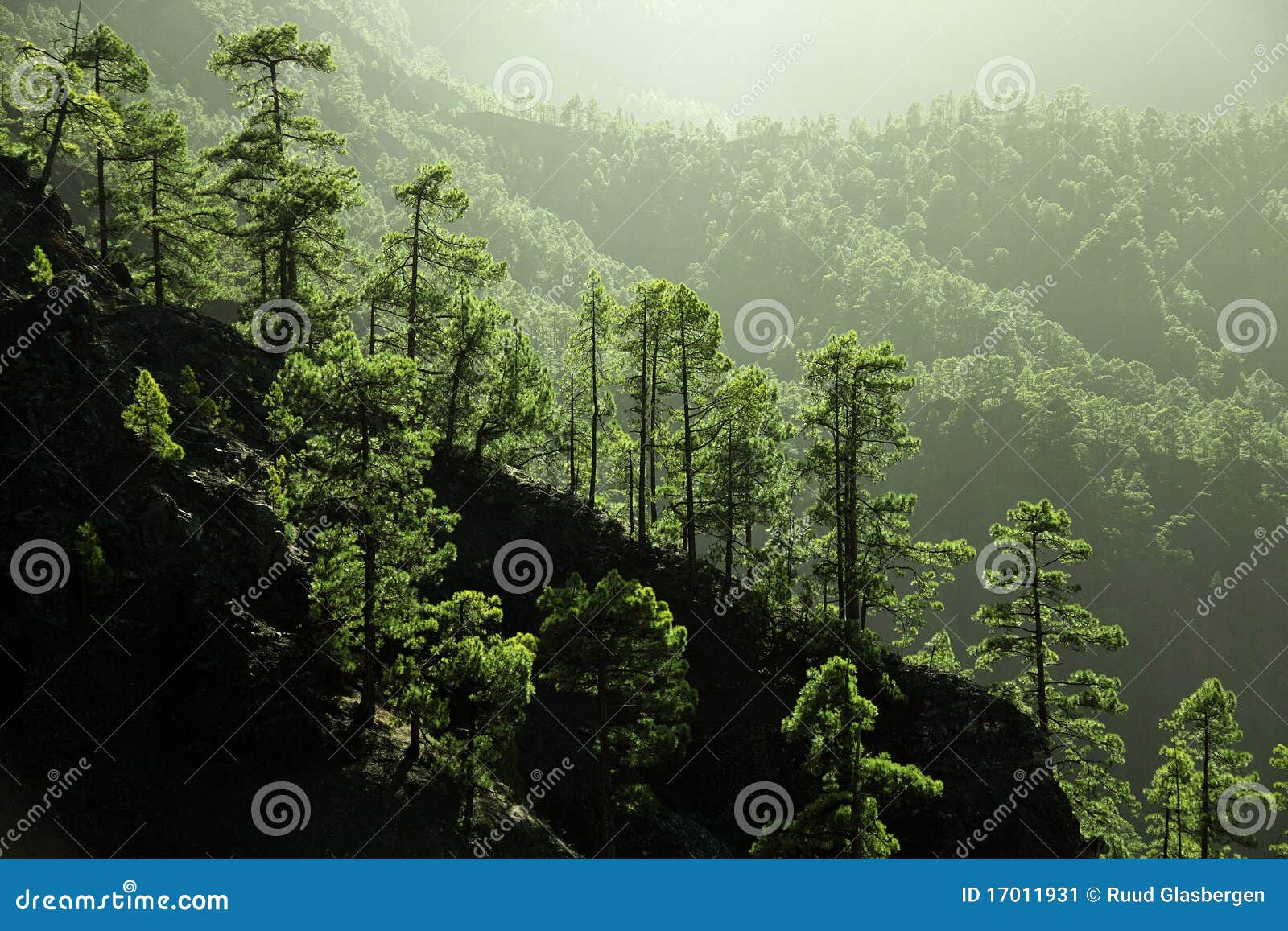 canarian pine tree on la palma