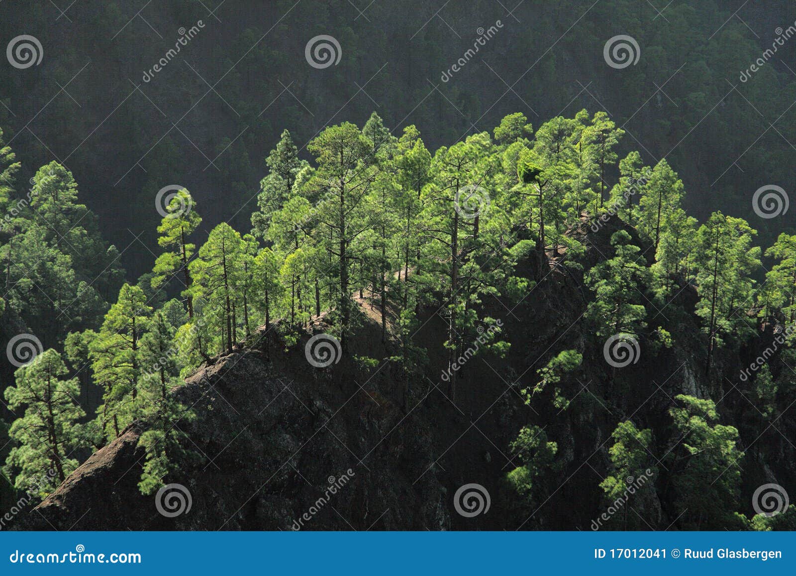 canarian pine tree on la palma