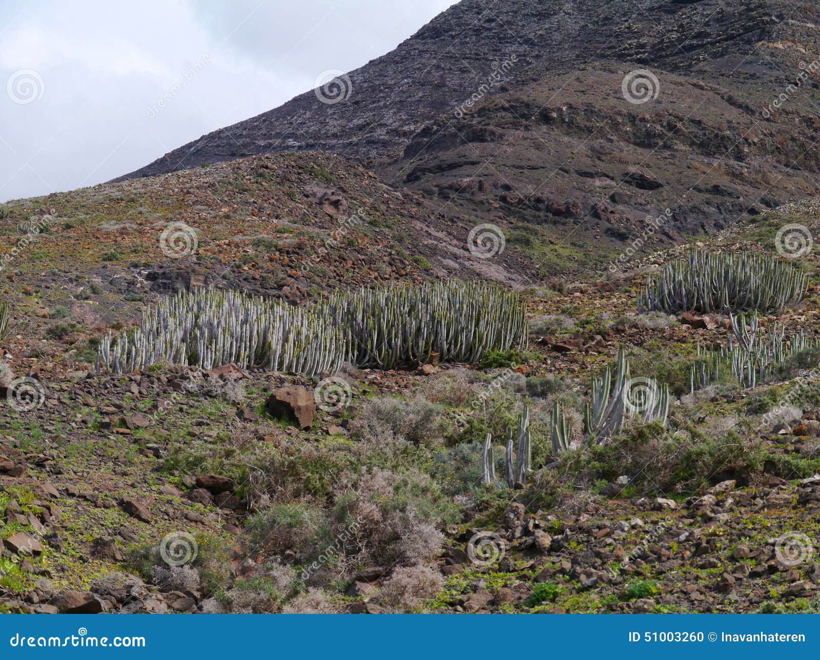 a canarian thistle in the mountains of the jandia nature park