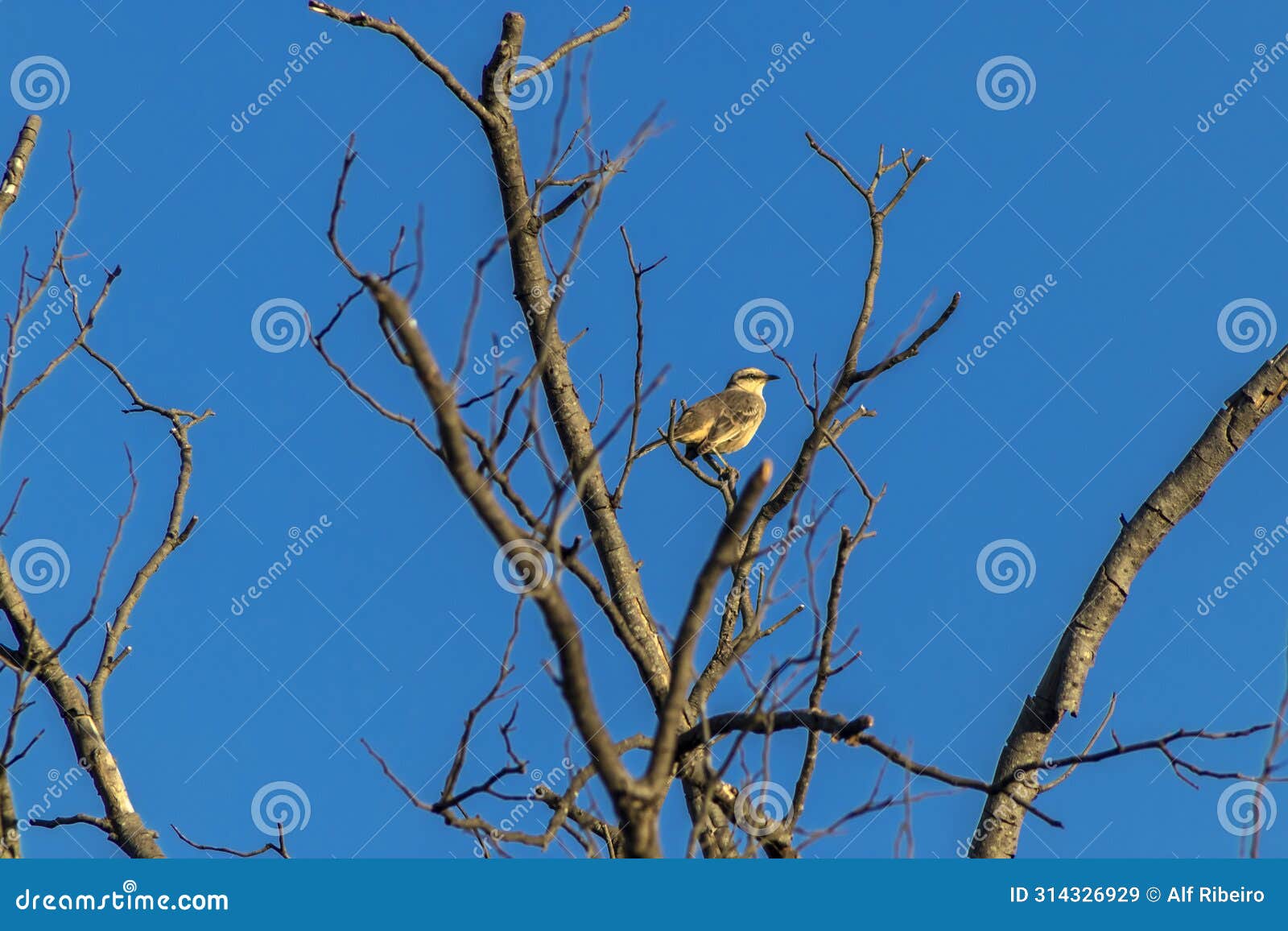 canario da terra, sicalis flaveola, also known as canarinho, perched on a dry tree