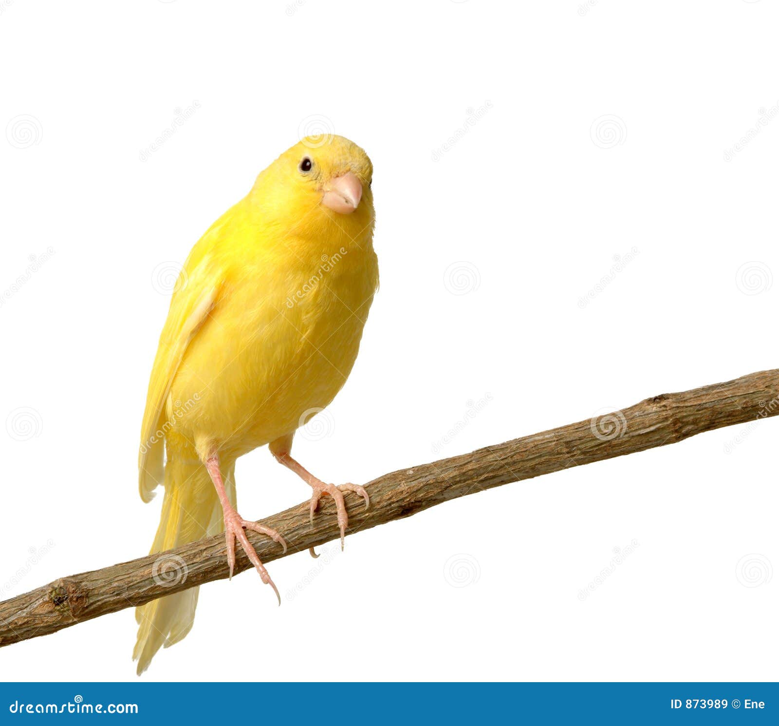 canary