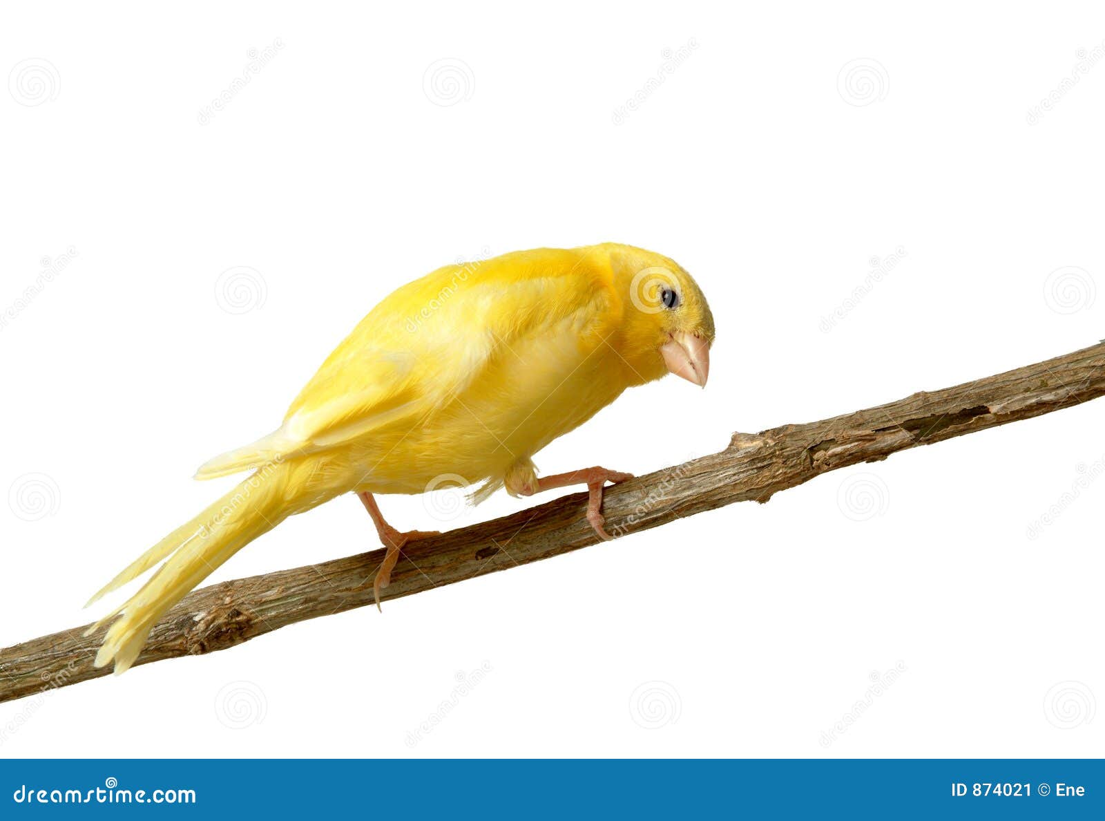 canary