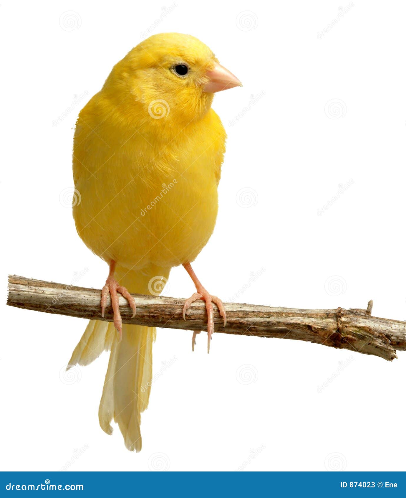 canary