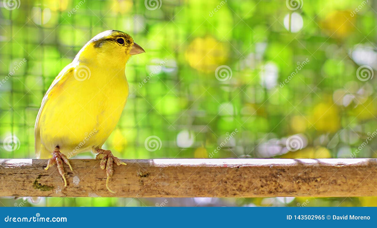 canary bird perched on a stick inside a cage
