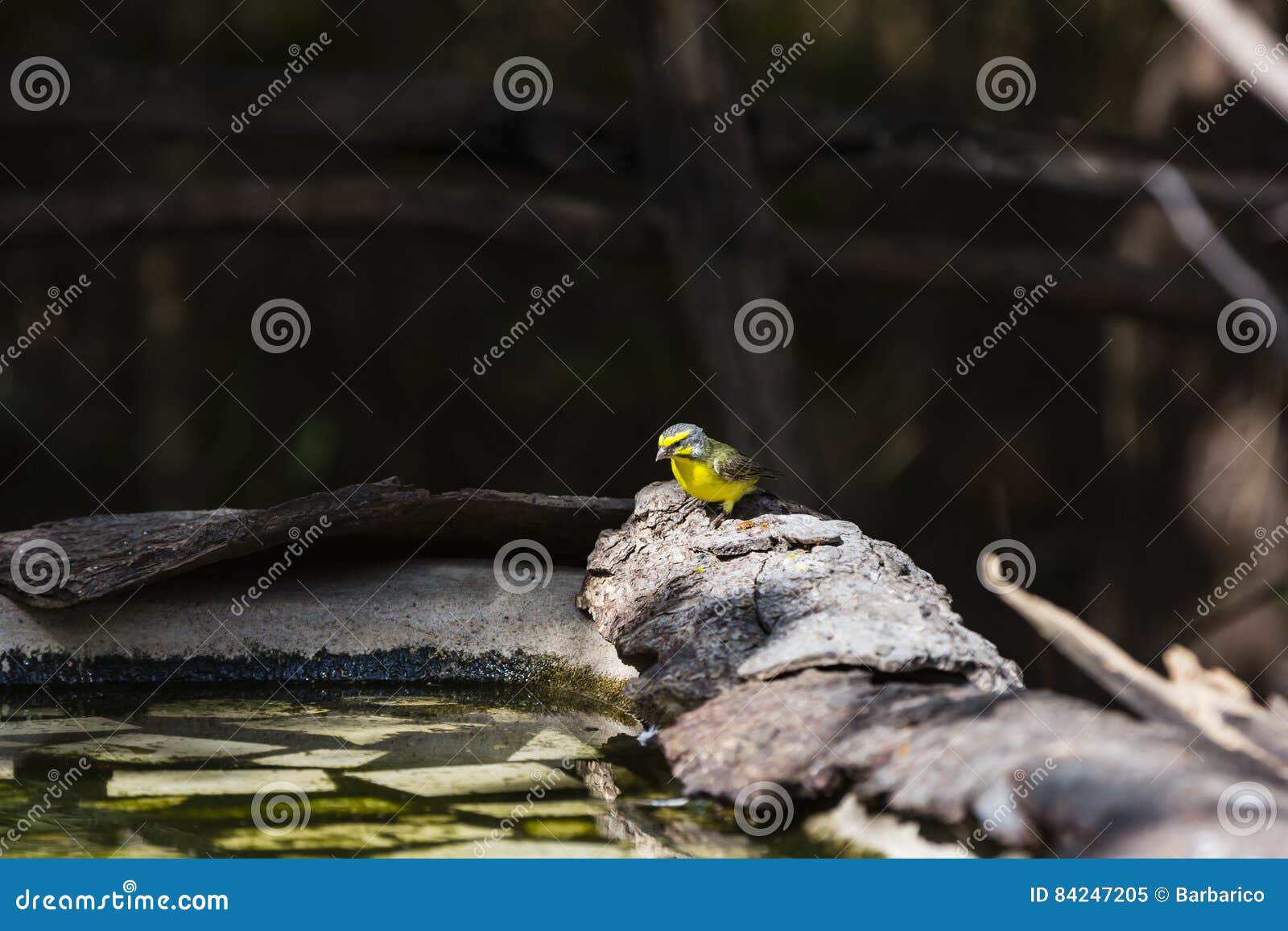 A Canary Coming For Water Stock Image Image Of Fauna 84247205